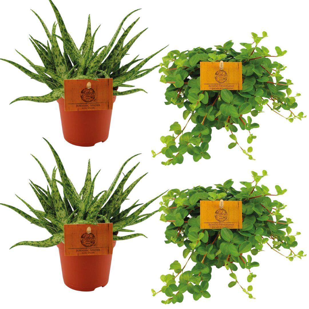 2x Aloe Spider + 2x Peperomia Rotundifolia - 4 Stück - Ø10,5cm - ↕10cm