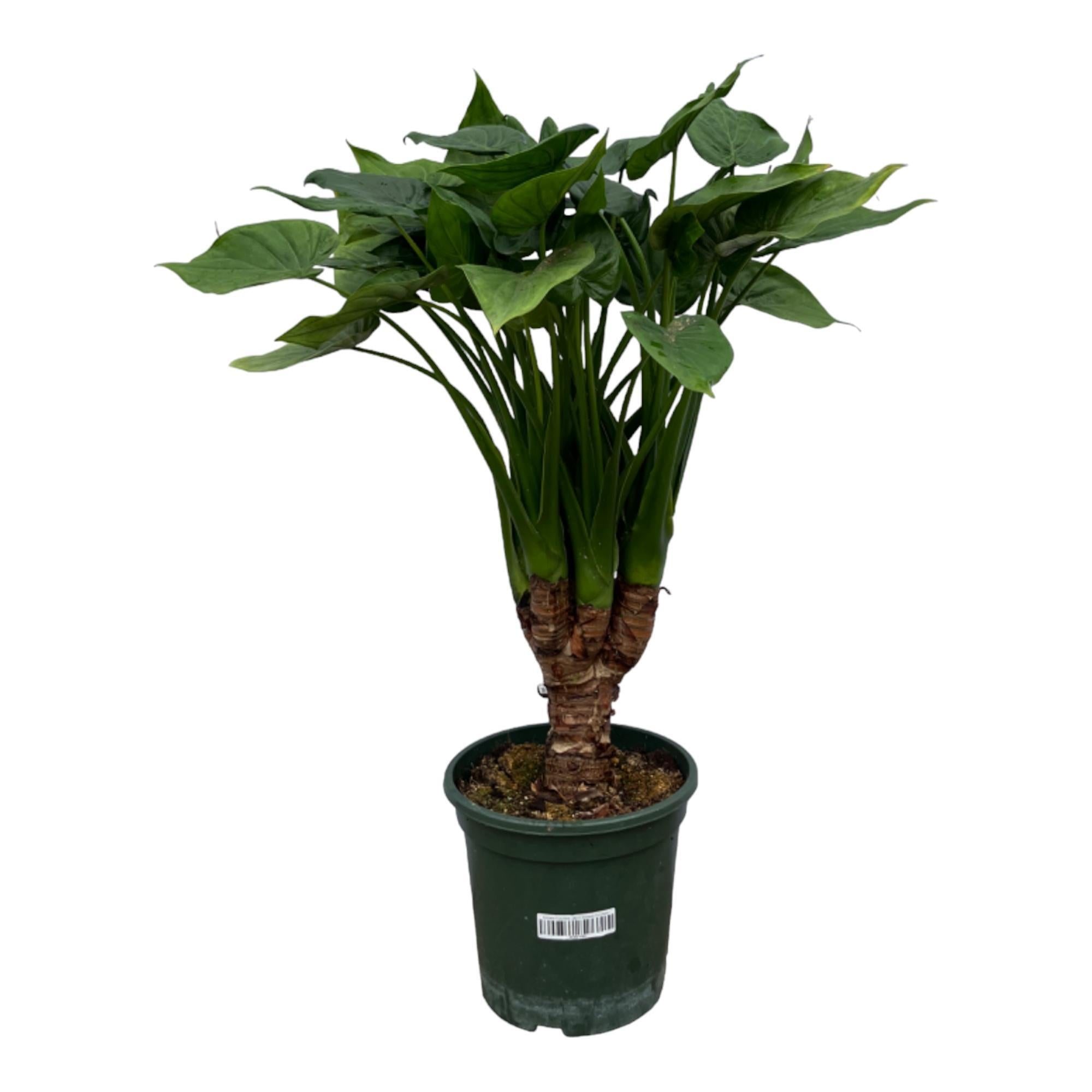 Alocasia Cucullatta-Stamm – 75 cm – Ø26 cm