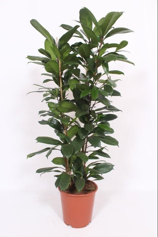 Ficus Cyathistipula – Ø27cm – ↕120cm