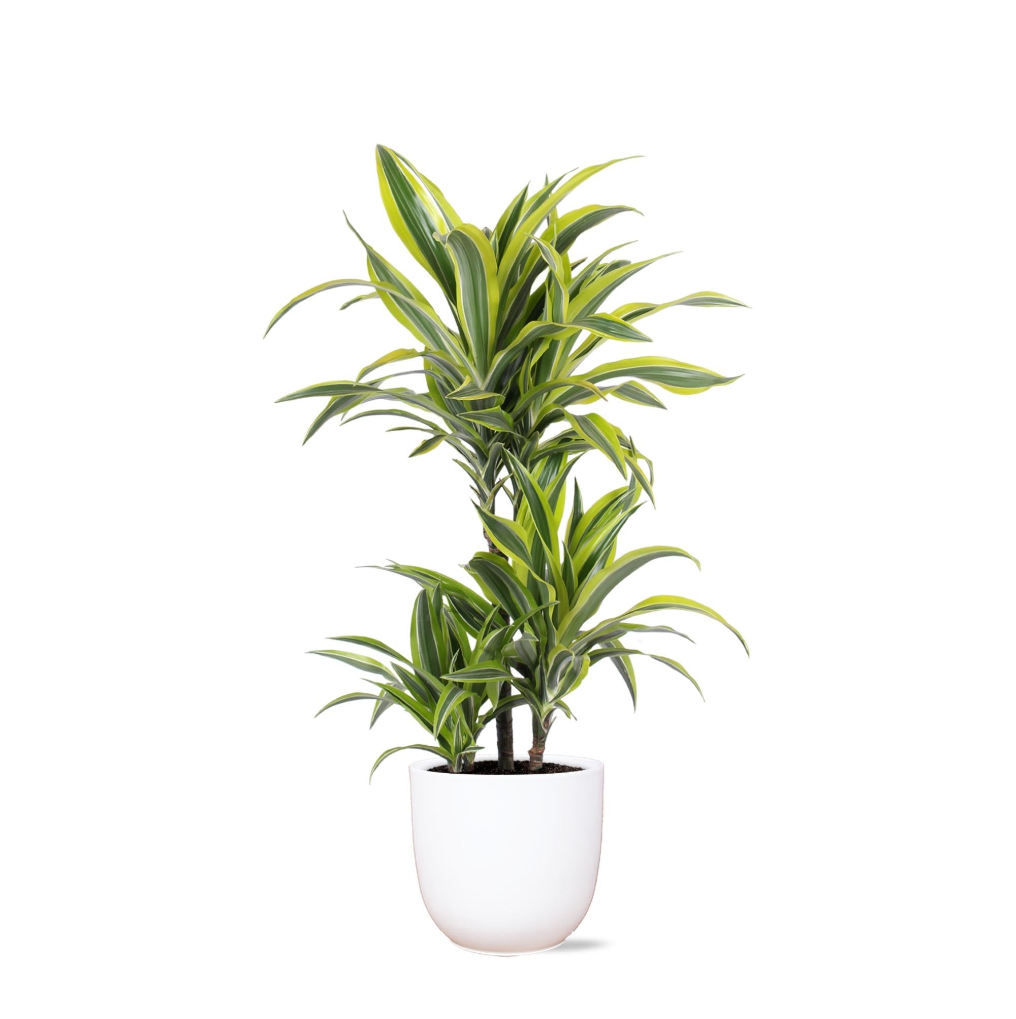 Dracaena Lemon Lime Ø21cm - ↕65cm im Boule WHITE Topf