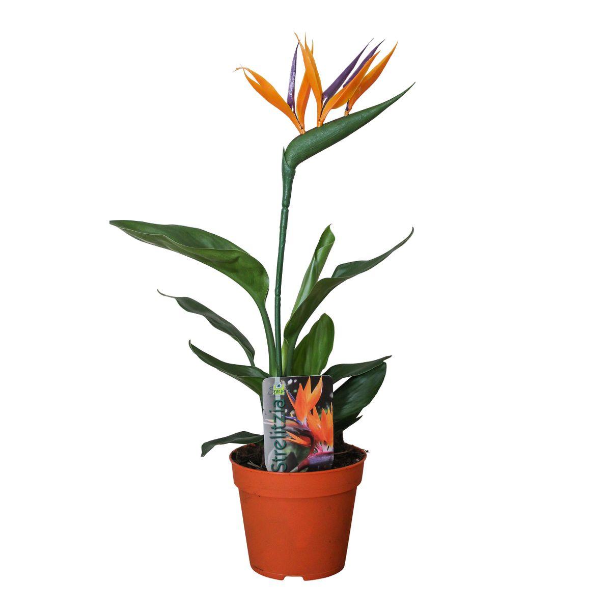 Strelitzia Reginae P13 2 Stück (mit künstlicher Blume) – Ø13 cm – ↕35 cm