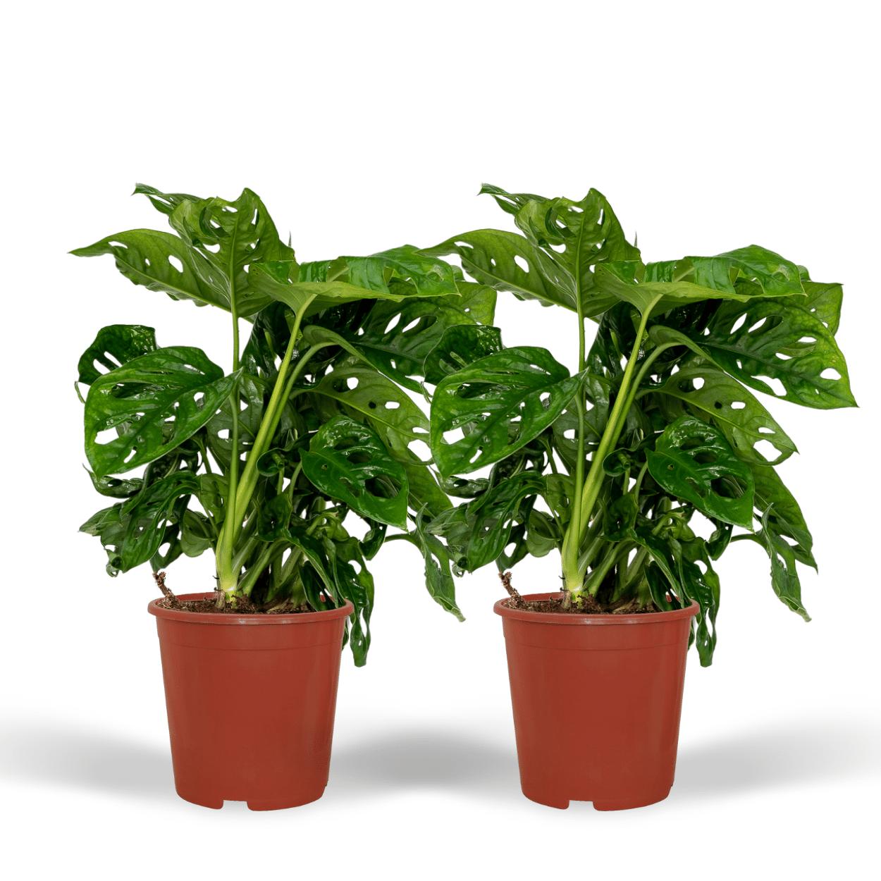 2x Monstera Monkey Leaf - Lochpflanze - 30cm - ø12 - Fensterblatt