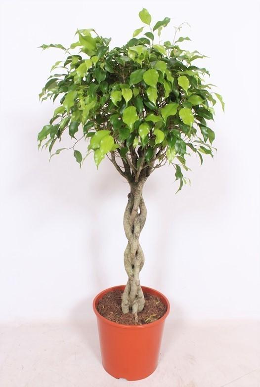 Ficus Exotica – Ø30 ↕120