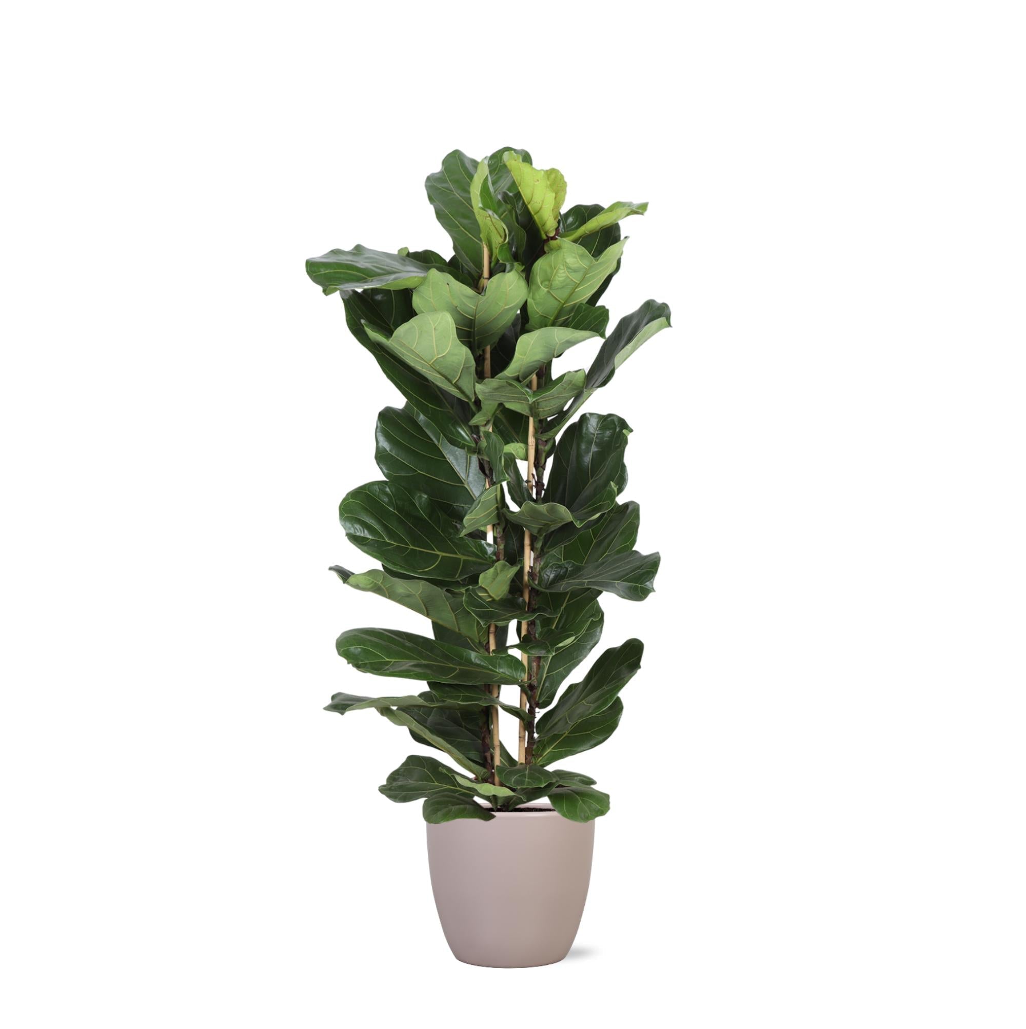 Ficus Lyrata Ø27cm ↕140cm im Boule TAUPE Topf