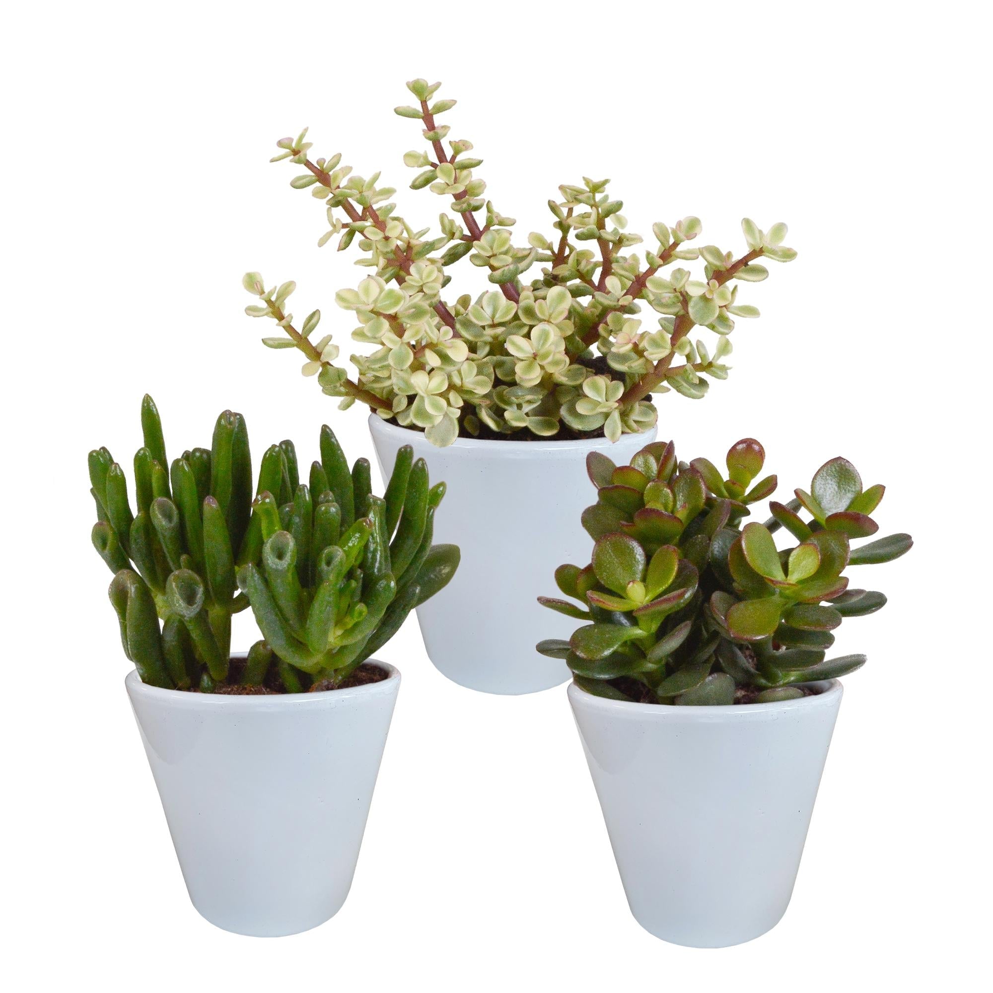 Crassula-Mix 8,5 cm - 3x - im weißen Topf