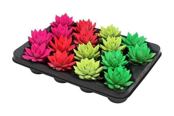 Echeveria farbiger Neon-Mix – 16 Stück – Ø6 cm – ↕8 cm