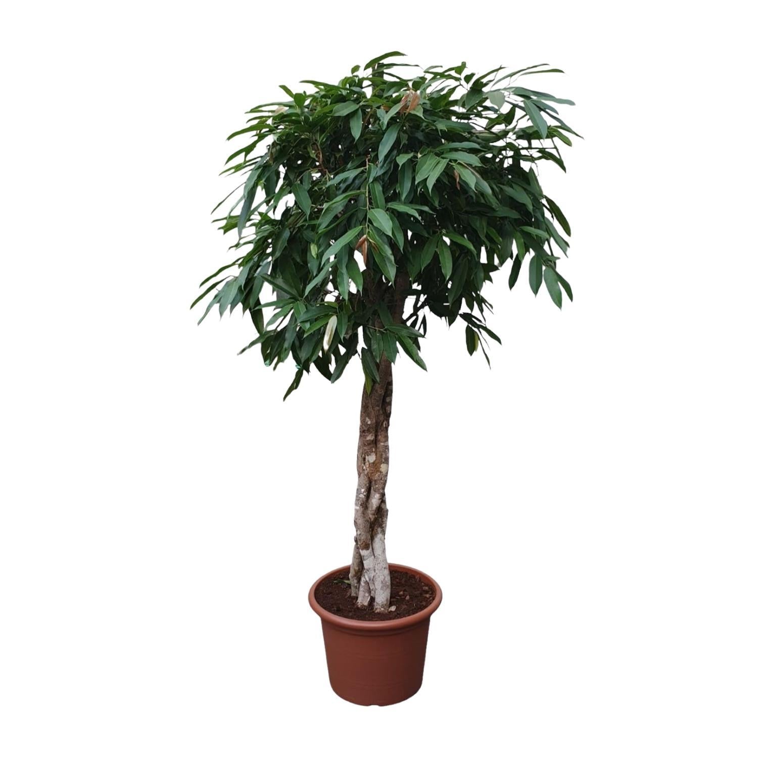 Ficus Amstel King geflochtener Stamm – 190 cm – ø45