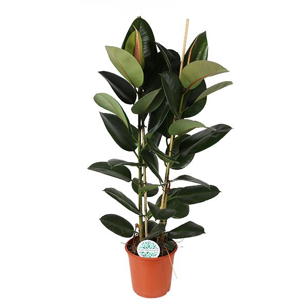 Ficus Elastica Robusta Ø24cm - ↕110cm