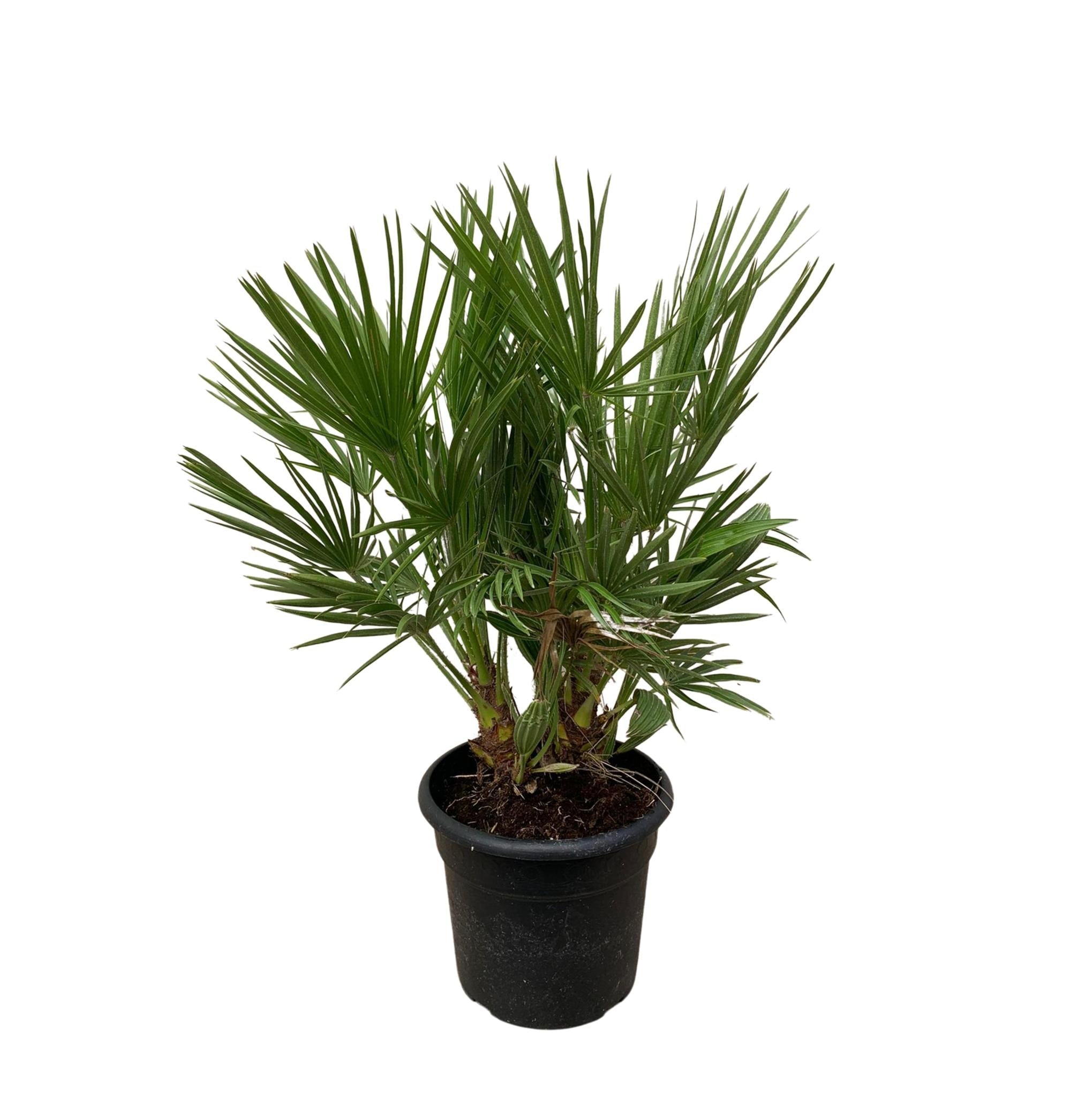 Chamaerops Humilis-Strauch – 100 cm – Ø24 cm - Europäische Zwergpalme