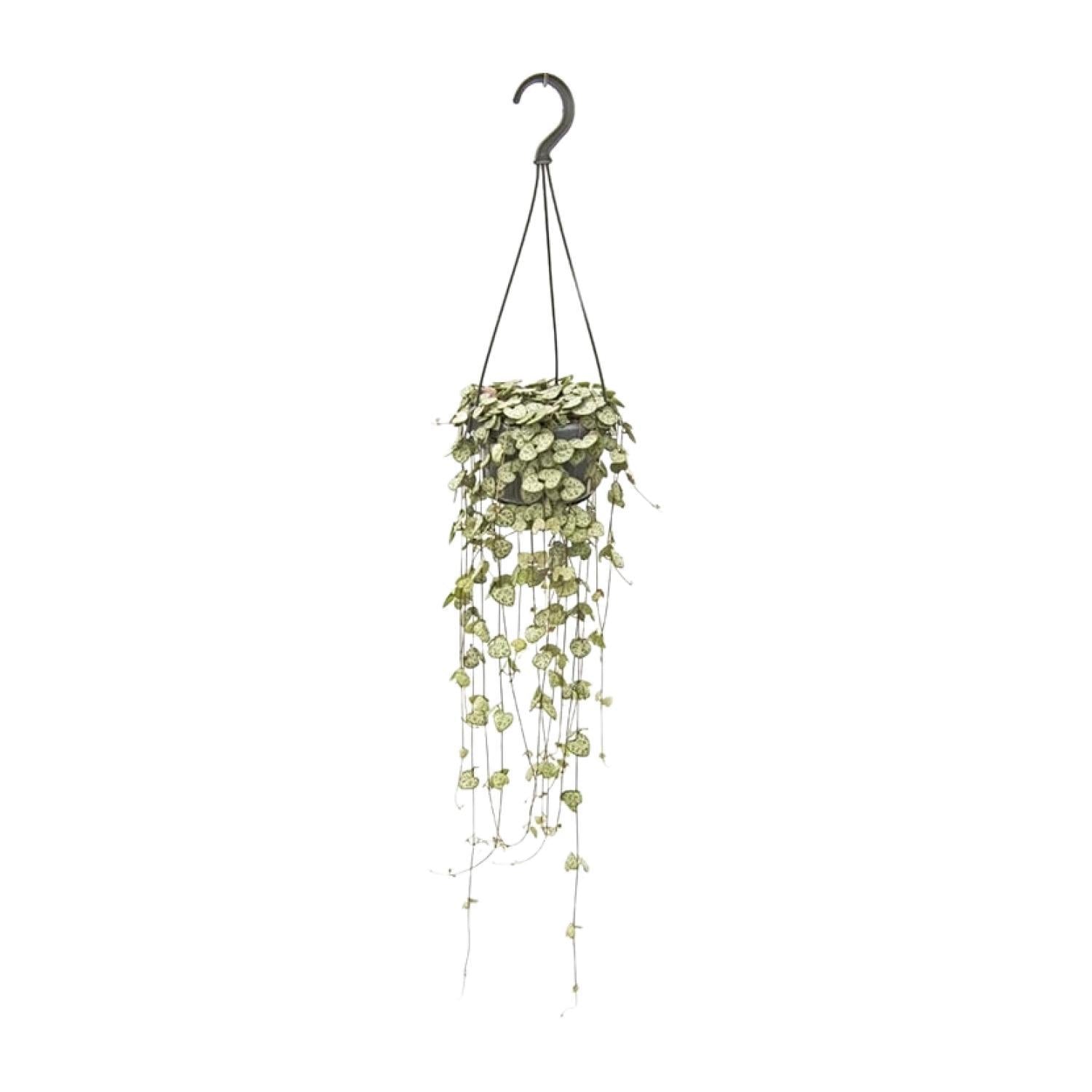 Ceropegia Woodii Hängend – Ø14cm – ↕50cm