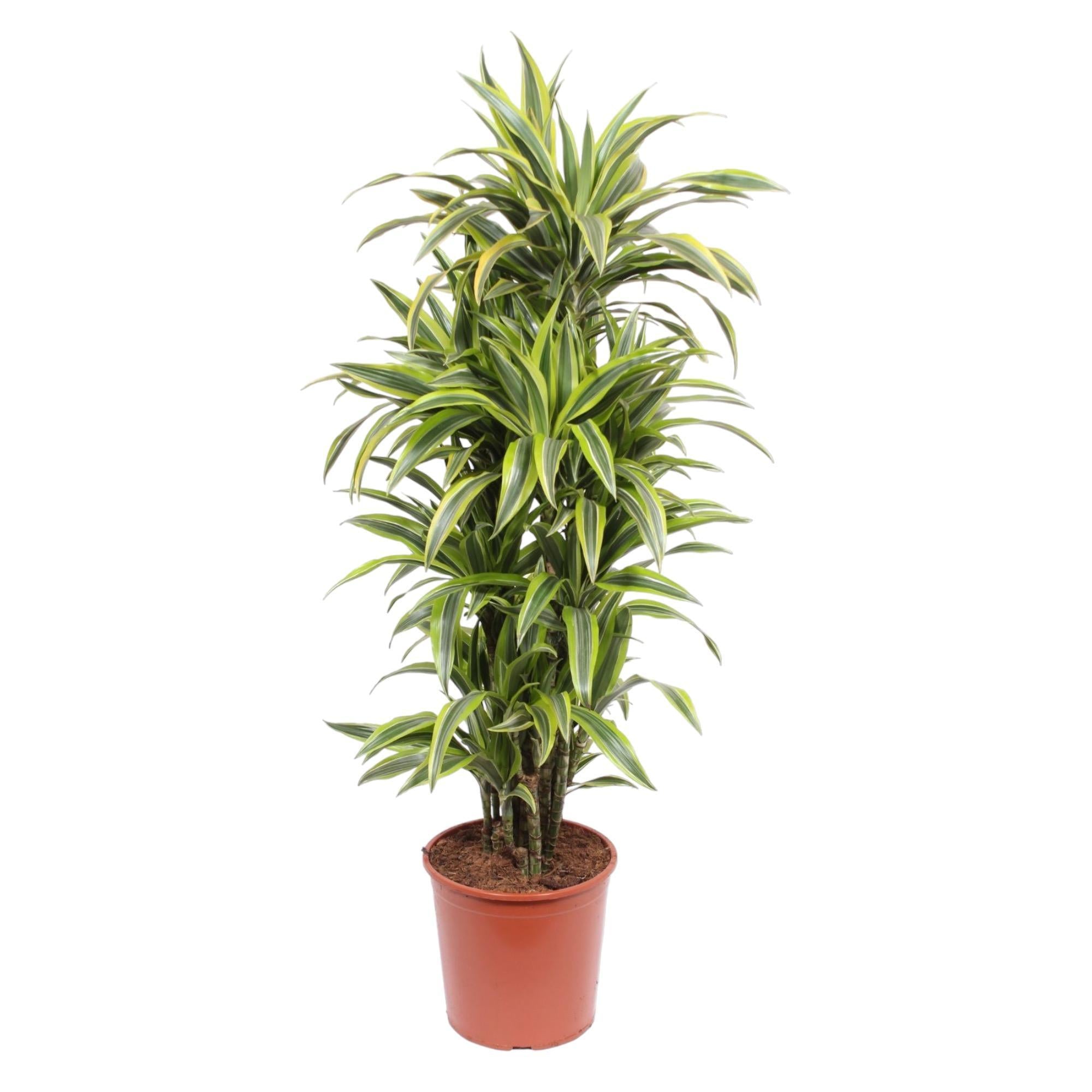 Dracaena Zitronenlimette - 150 cm - ø30