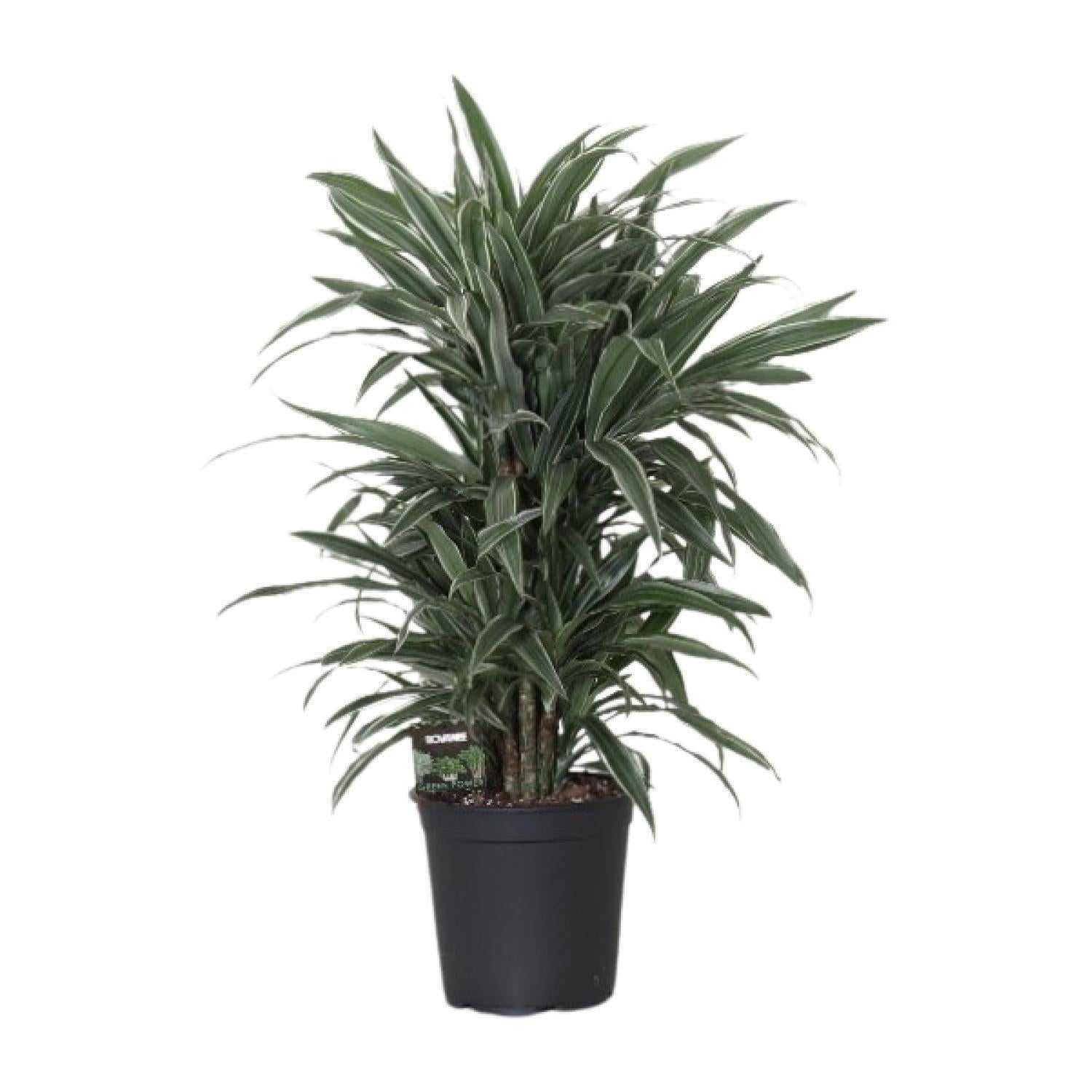 Dracaena Frag. Warneck-Ei – Ø24cm – ↕100cm