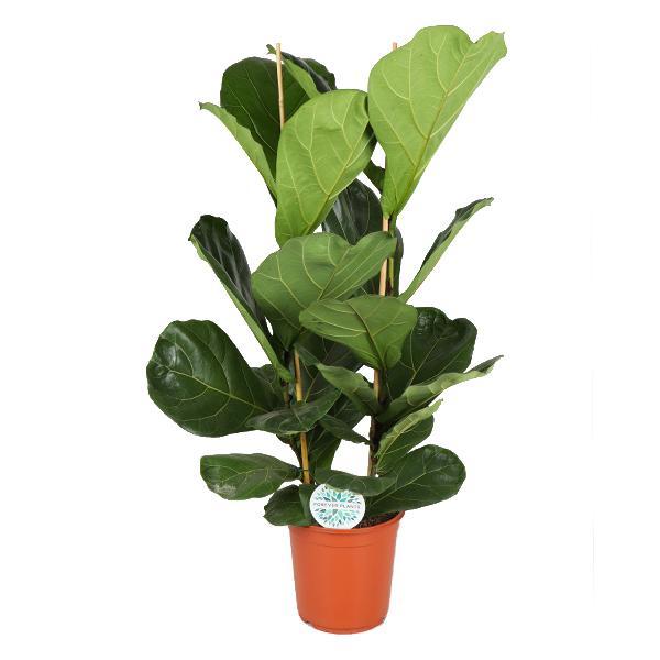 Ficus Lyrata – Ø24cm – ↕120cm