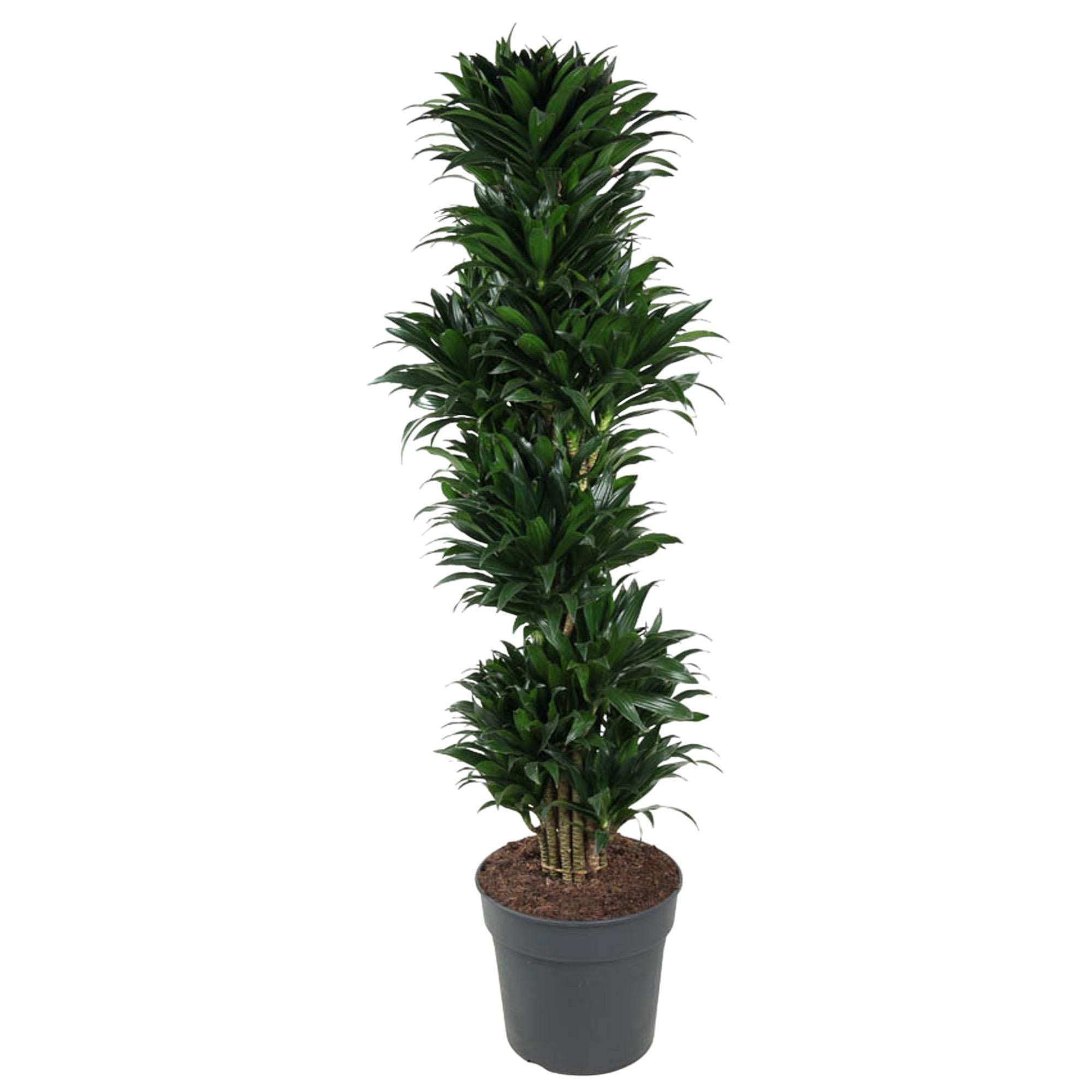 Dracaena Compacta verzweigt – 170 cm – ø34