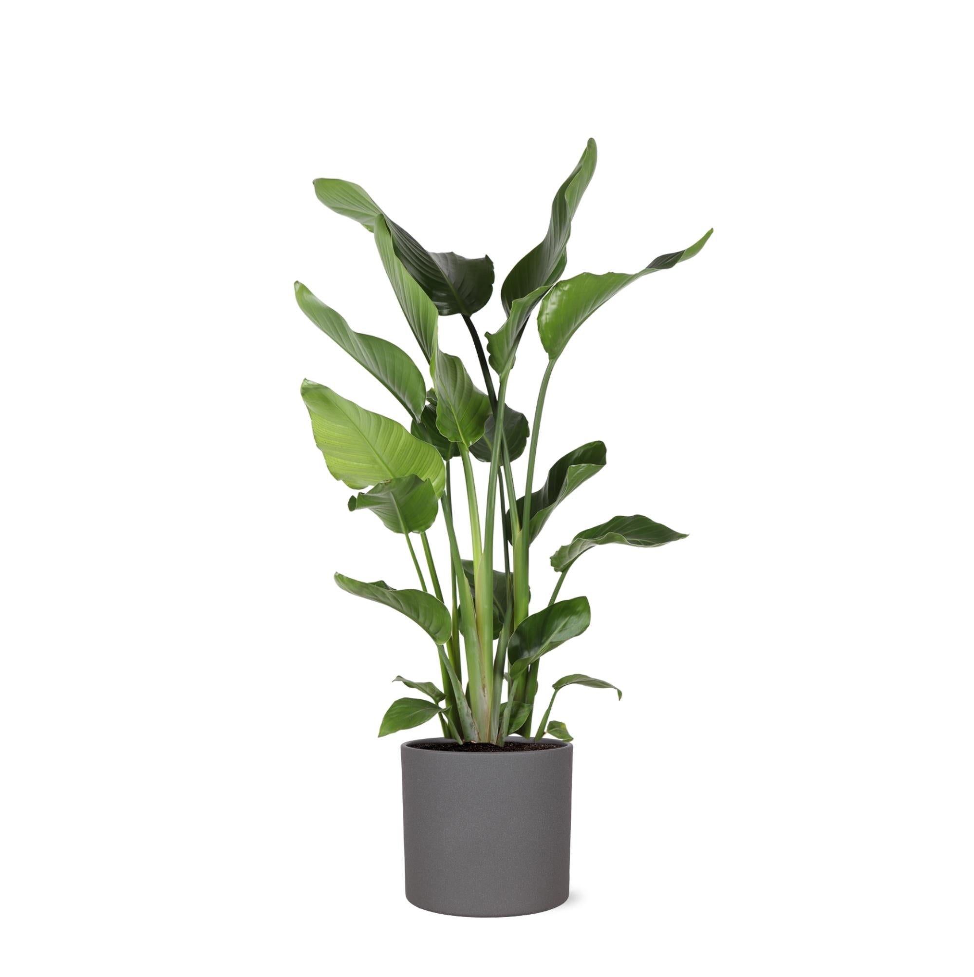 Strelitzia Nicolai Ø24cm ↕120cm im Era ANTHRAZIT-Topf