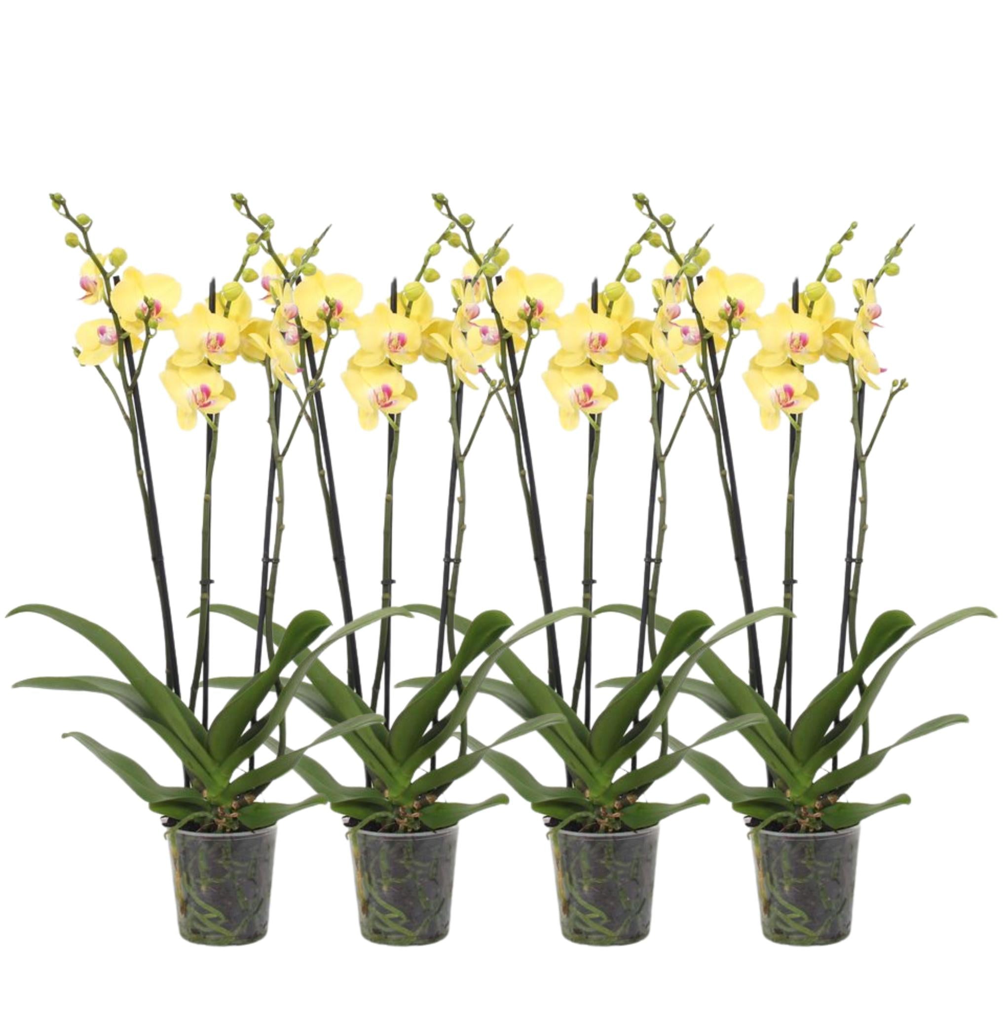 4er-Set – Phalaenopsis Lime Light – Orchidee mit 3 Zweigen – 60 cm – Ø