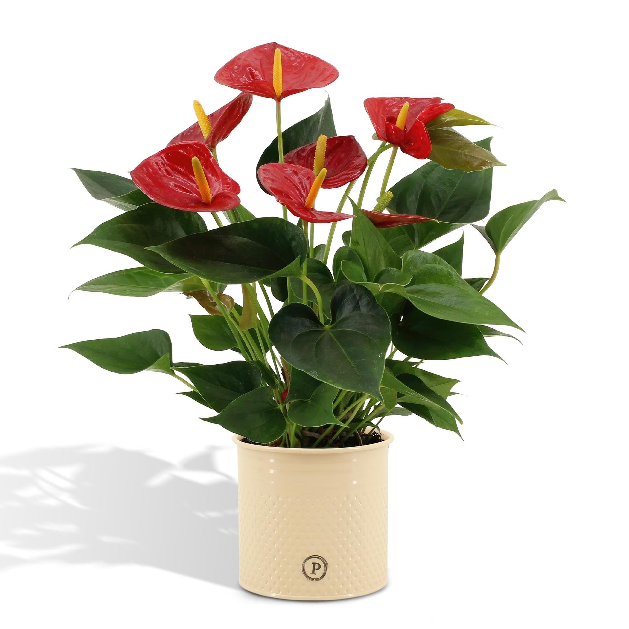 Anthurium andreanum Diamond Red inkl. REINEM Zink - 45cm - Ø12