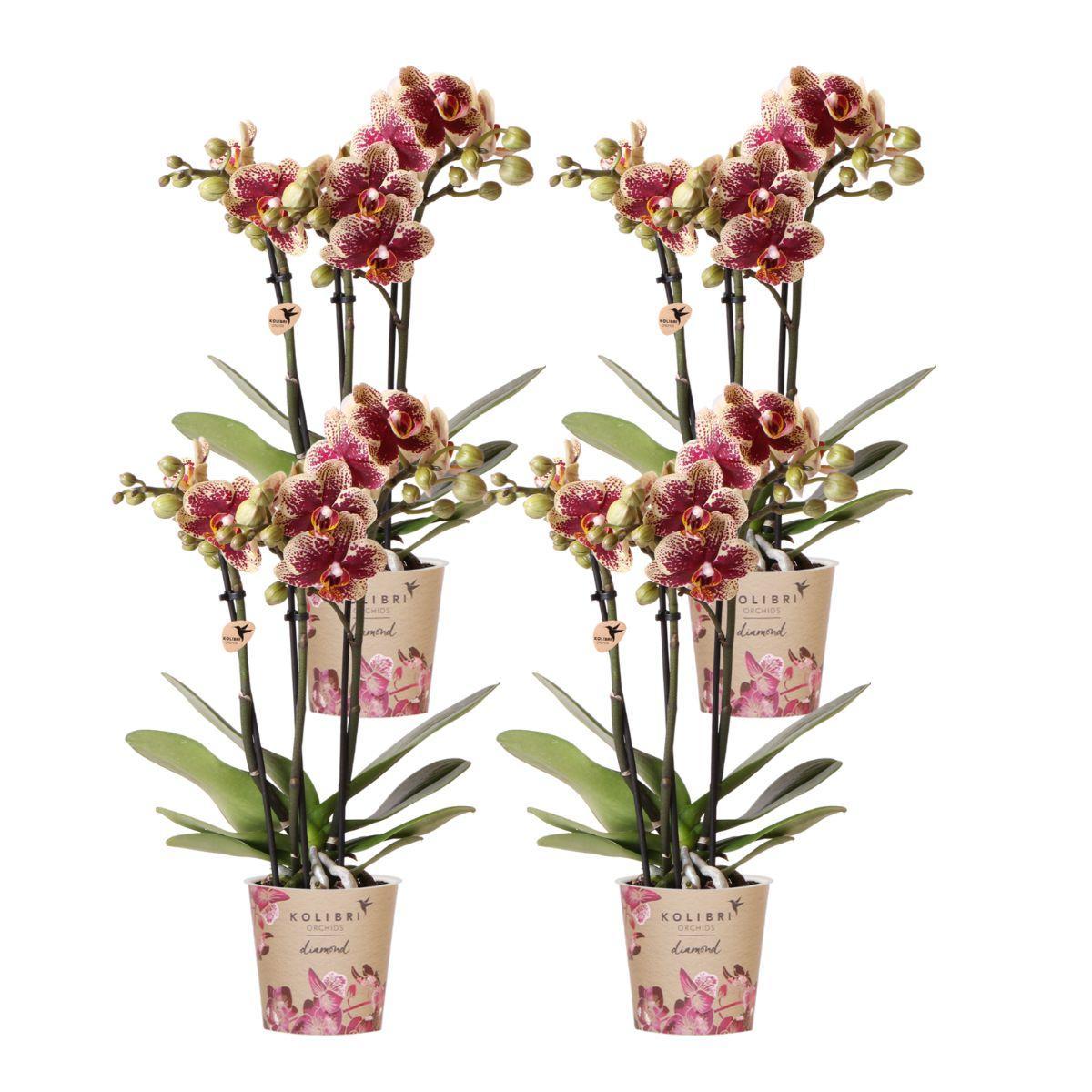 Kolibri-Orchideen | KOMBI-ANGEBOT mit 4 gelb-roten Phalaenopsis-Orchid