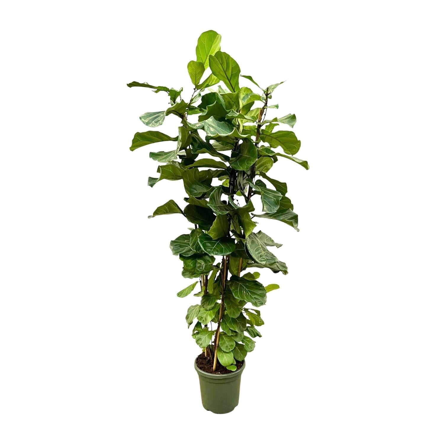 Ficus Lyrata-Strauch XL – 230 cm – ø40