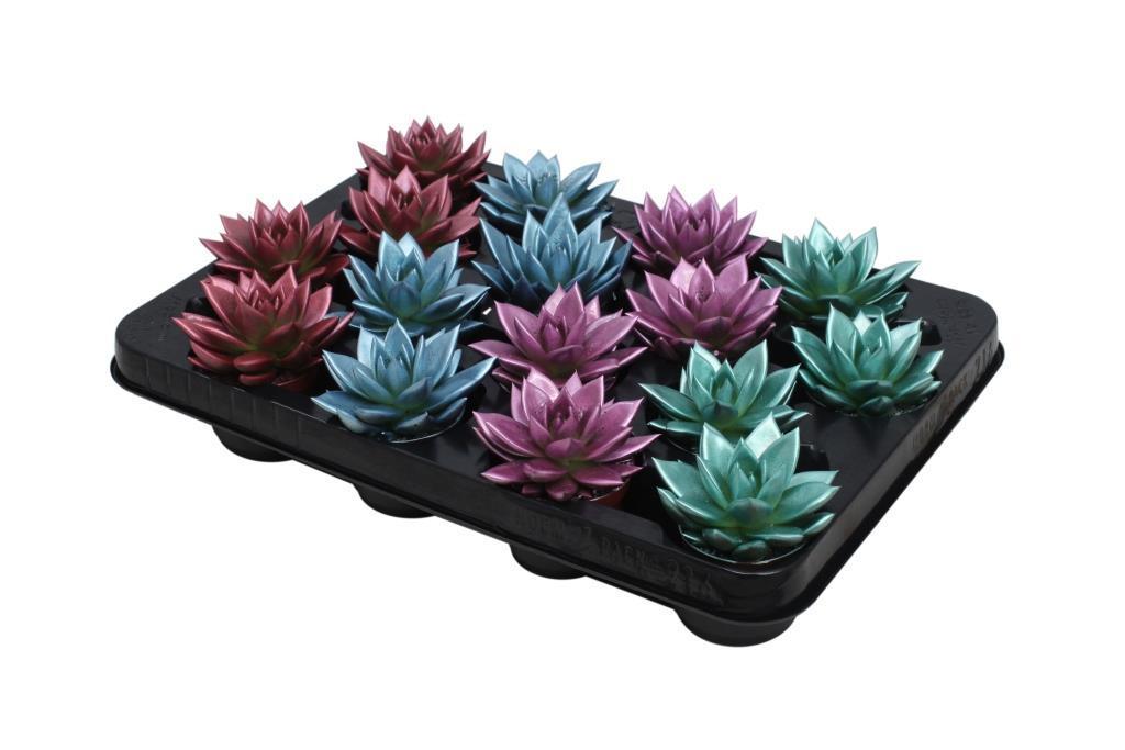 Echeveria farbiger Metallic-Mix – 16 Stück – Ø6 cm – ↕8 cm