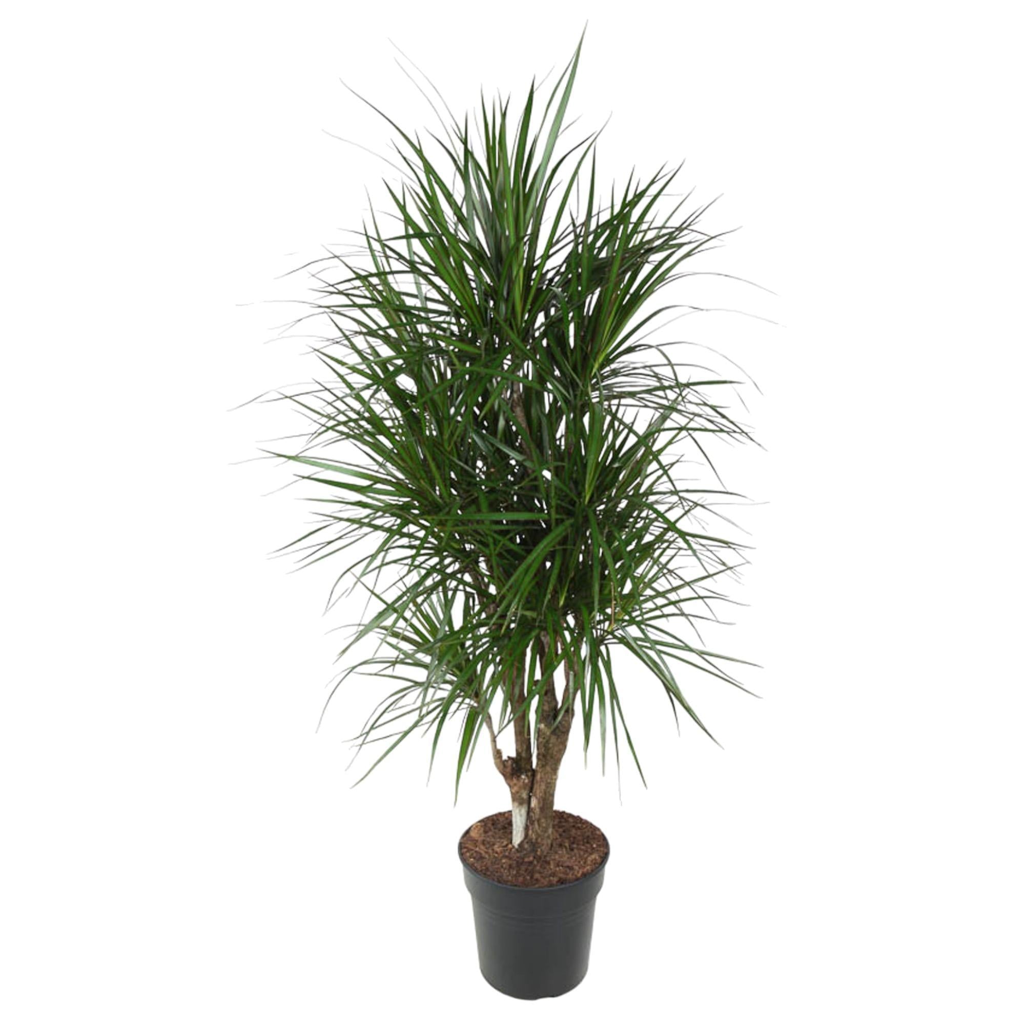 Dracaena Marginata verzweigt – 140 cm – ø31