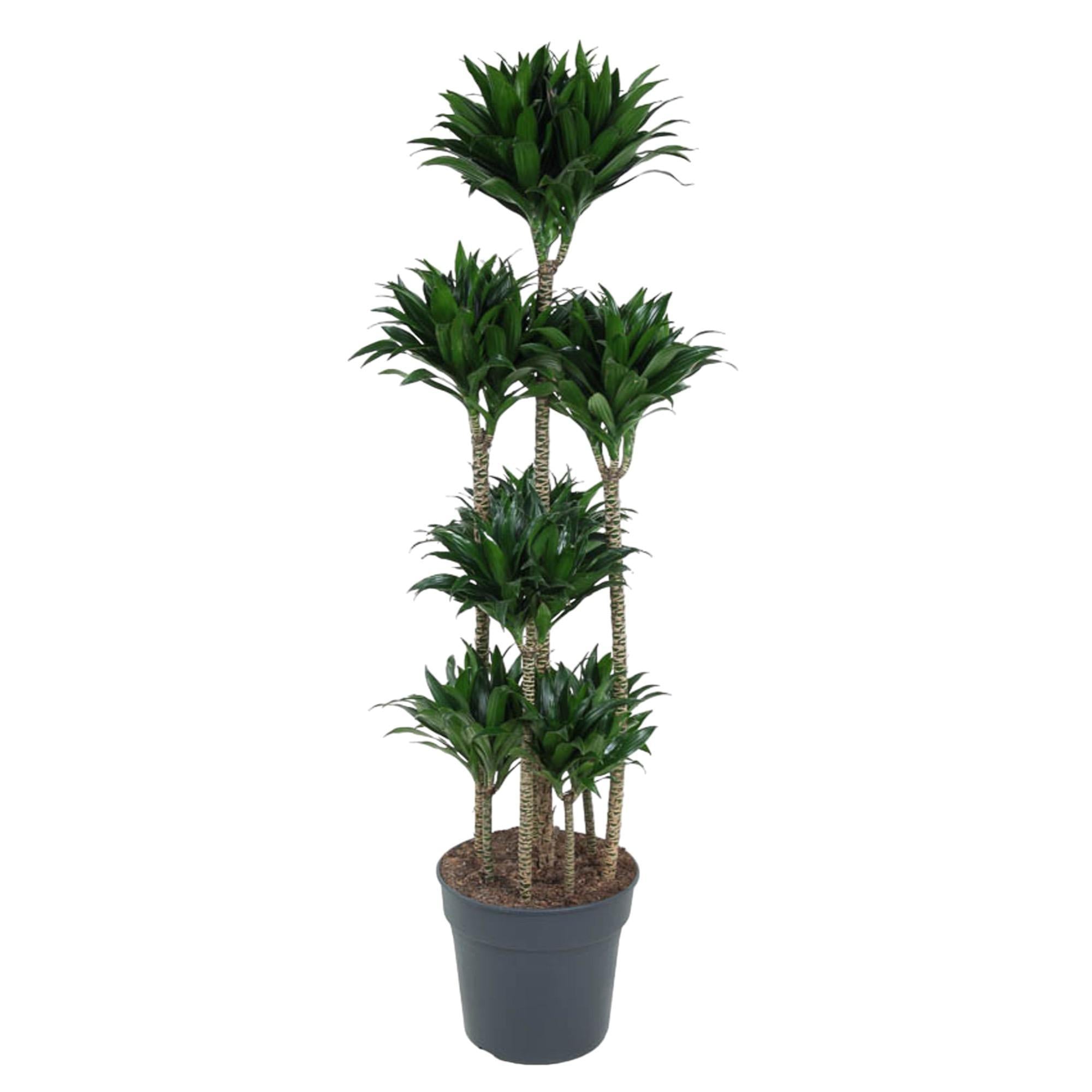 Dracaena Compacta Karussell – 160 cm – ø34