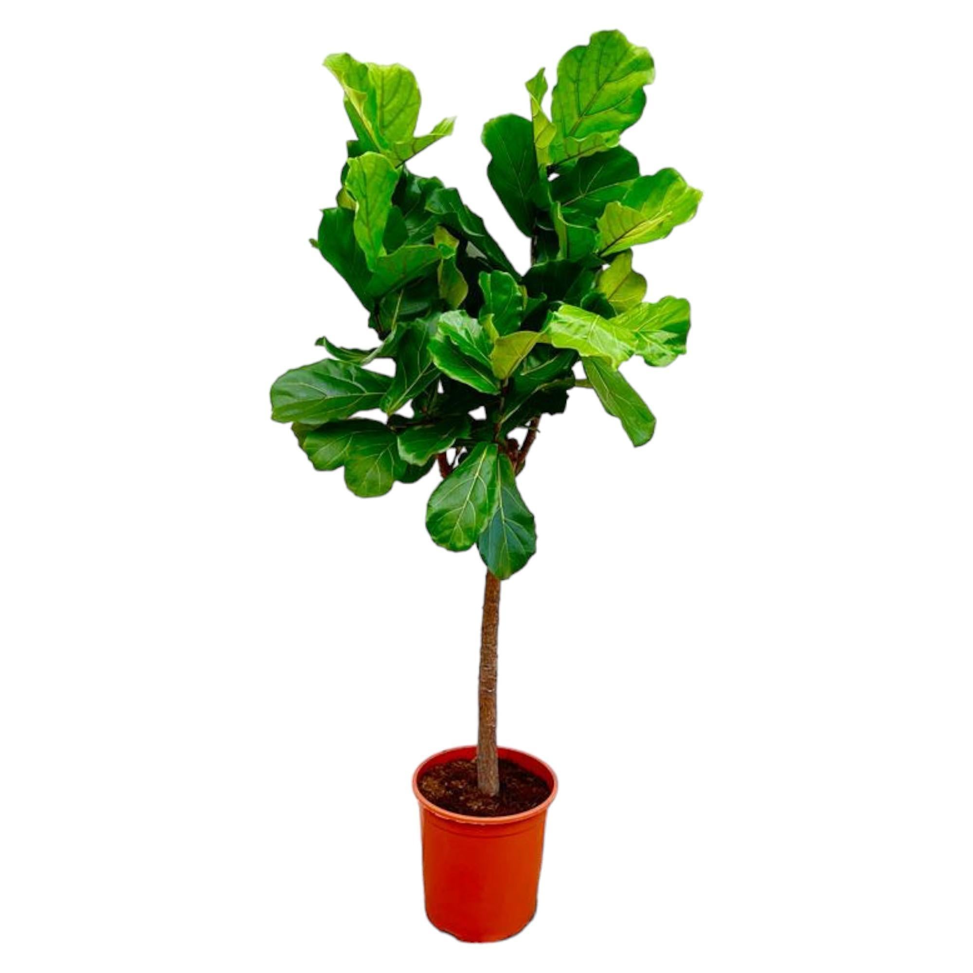 Ficus Lyrata-Baum – 160 cm – ø30