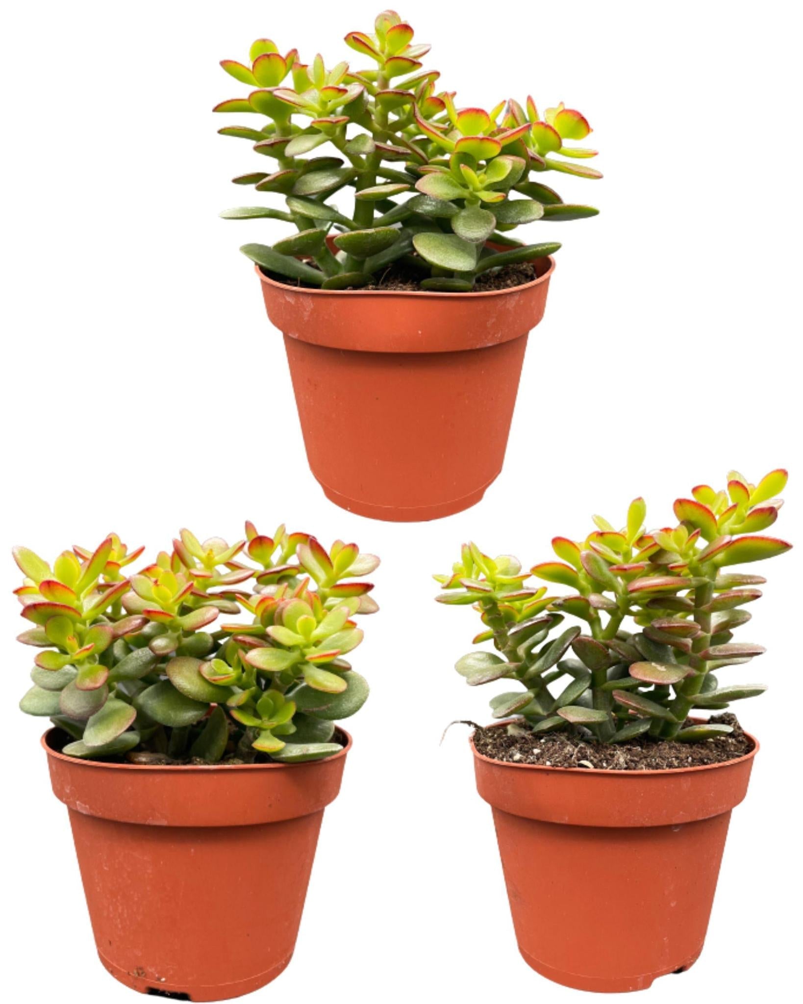 Sukkulenten – Crassula Minor – ↕15–20 cm (3 Stück) – Normal – Ø12 cm