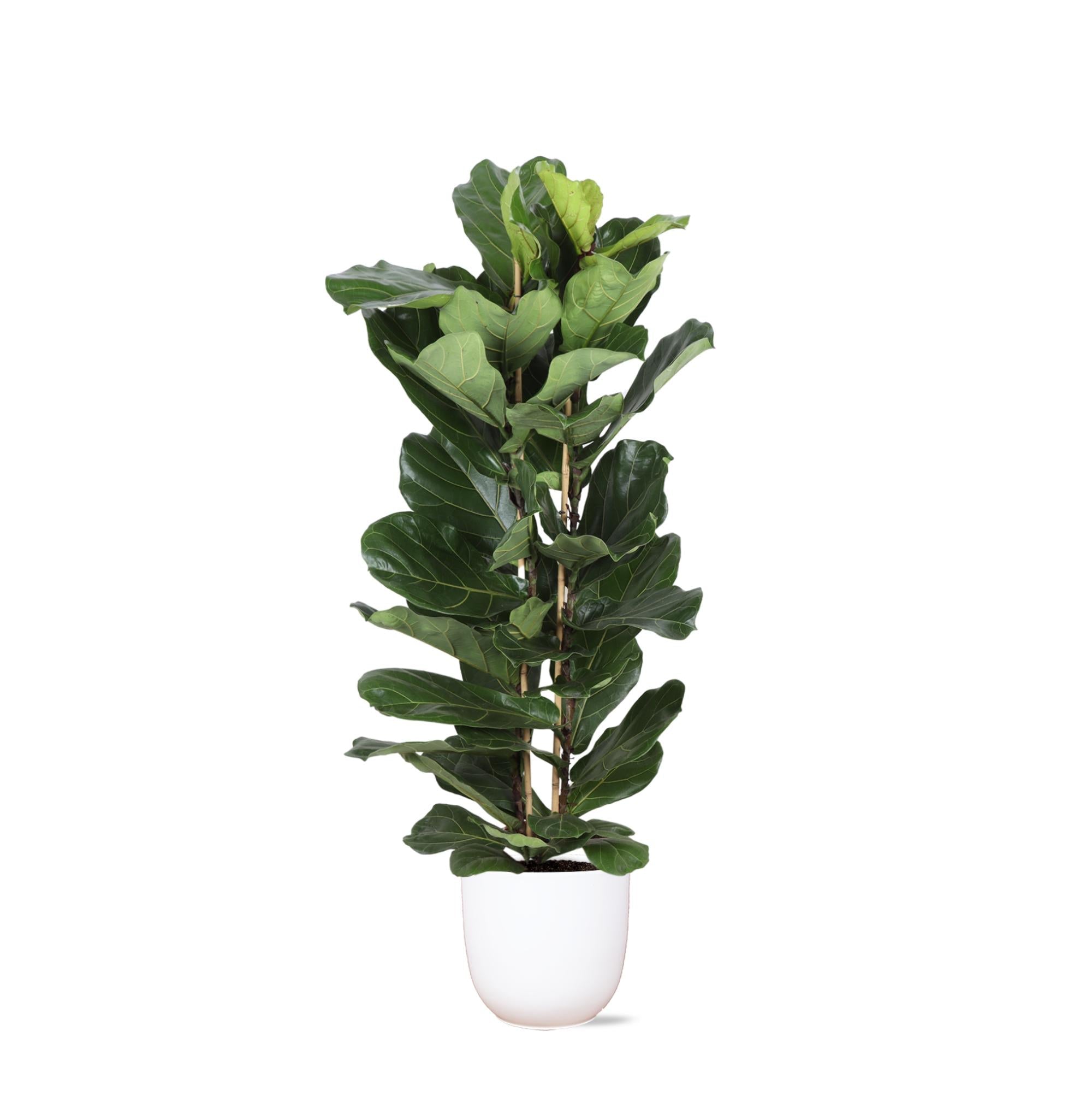 Ficus Lyrata Ø27cm ↕140cm im Boule WHITE-Topf