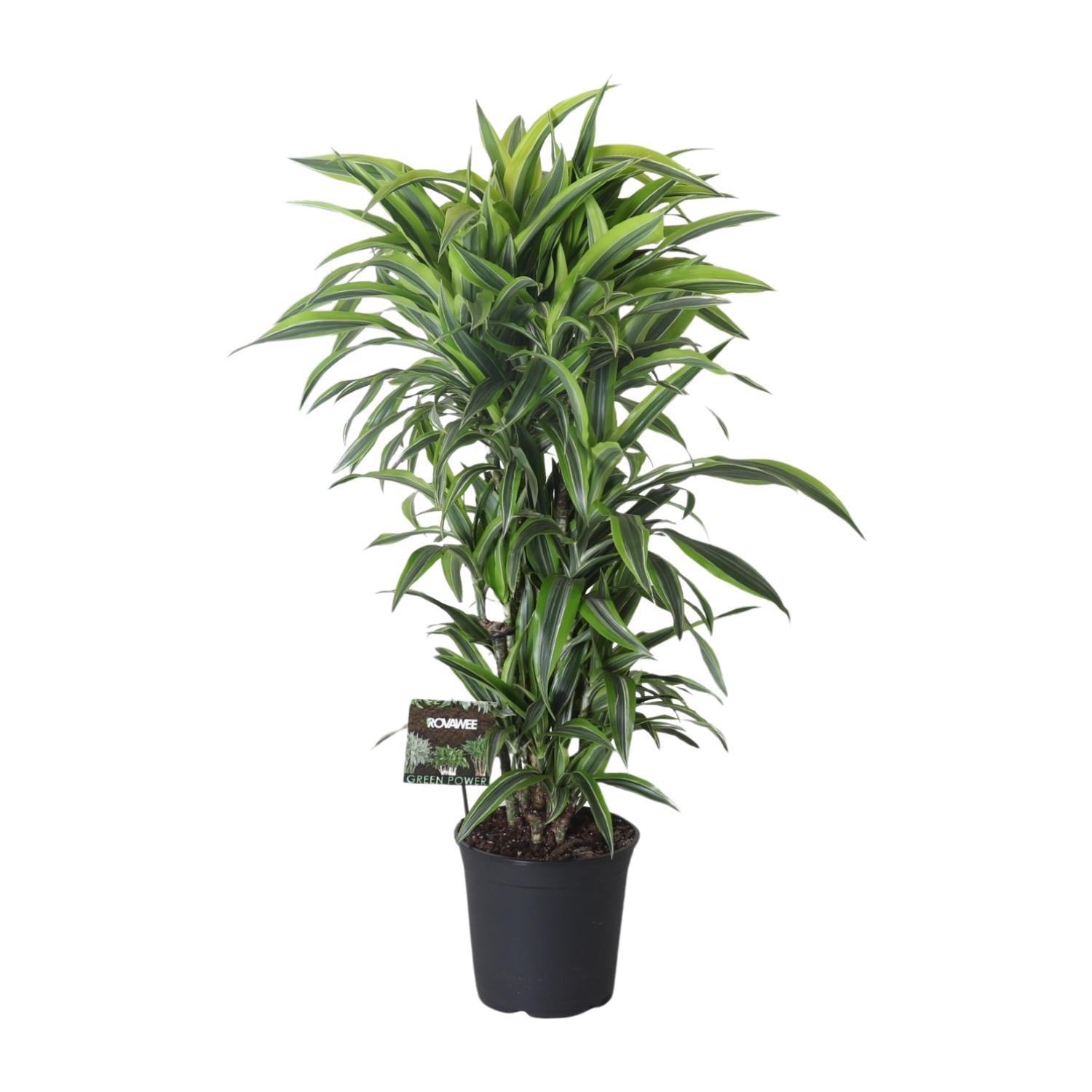 Dracaena Fragrans Zitronen-Limettenzweig - Ø27cm - ↕120cm