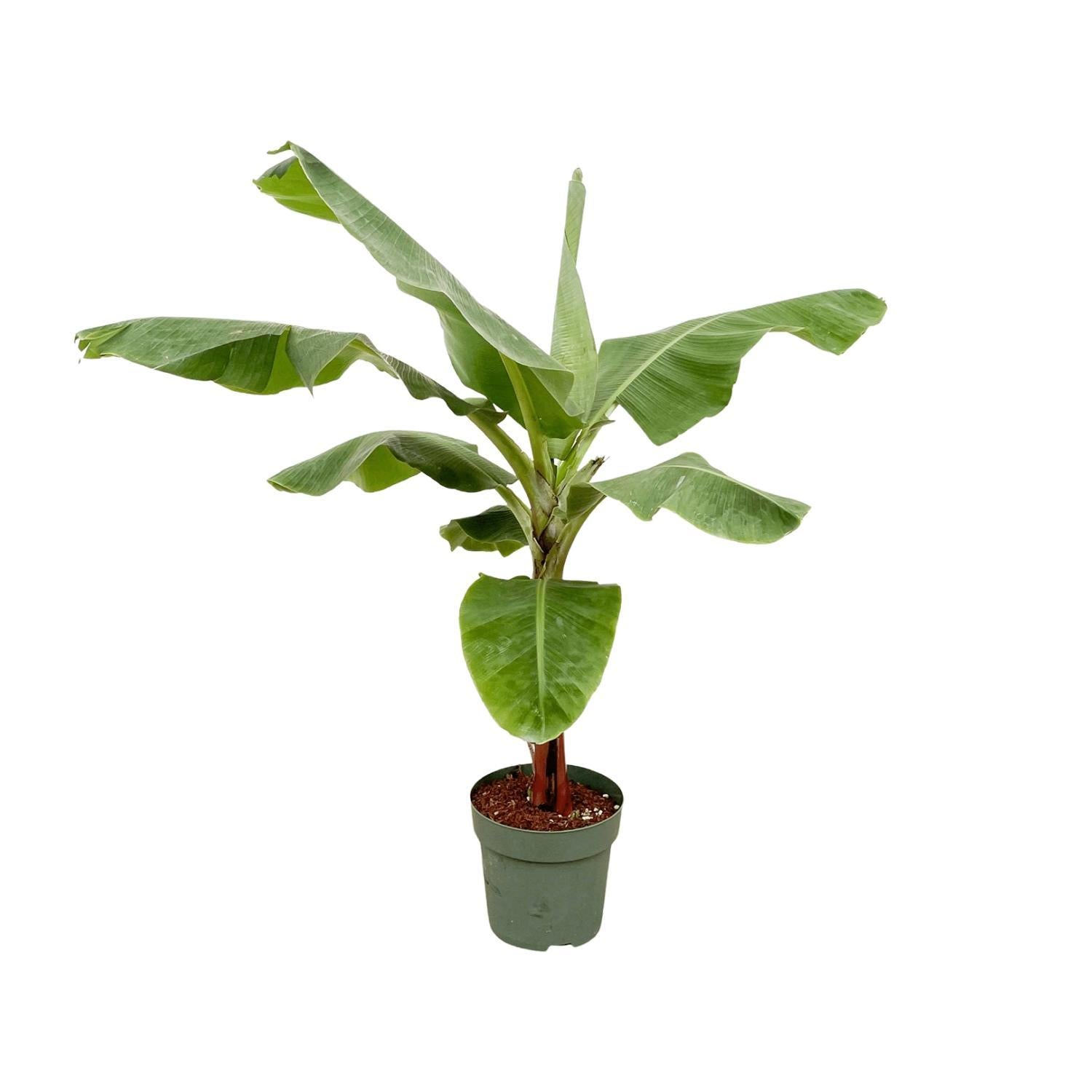 Bananenpflanze (Musa) – 150 cm – Ø30