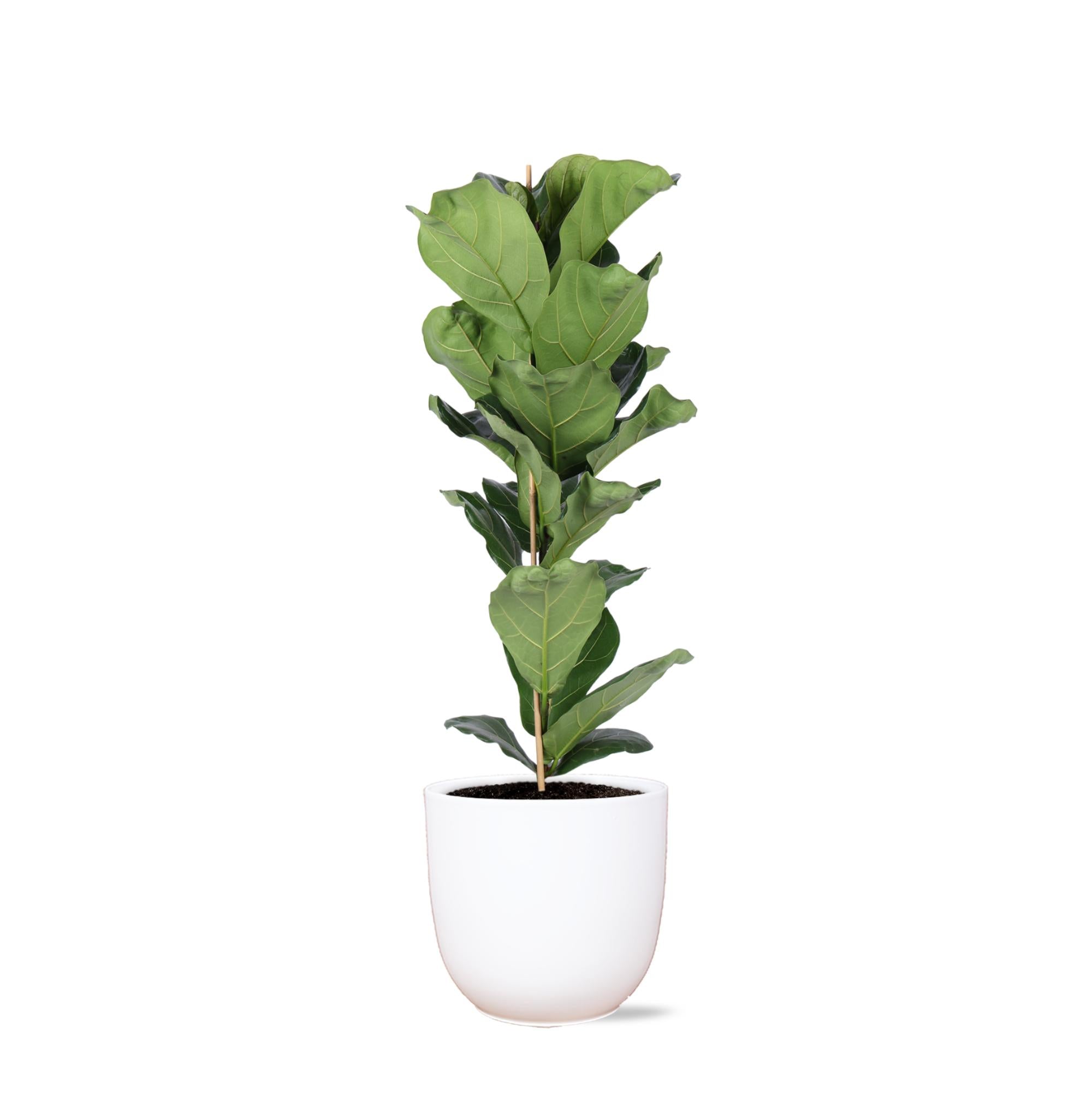 Ficus Lyrata – Ø21 cm – ↕90 cm im Boule WHITE-Topf