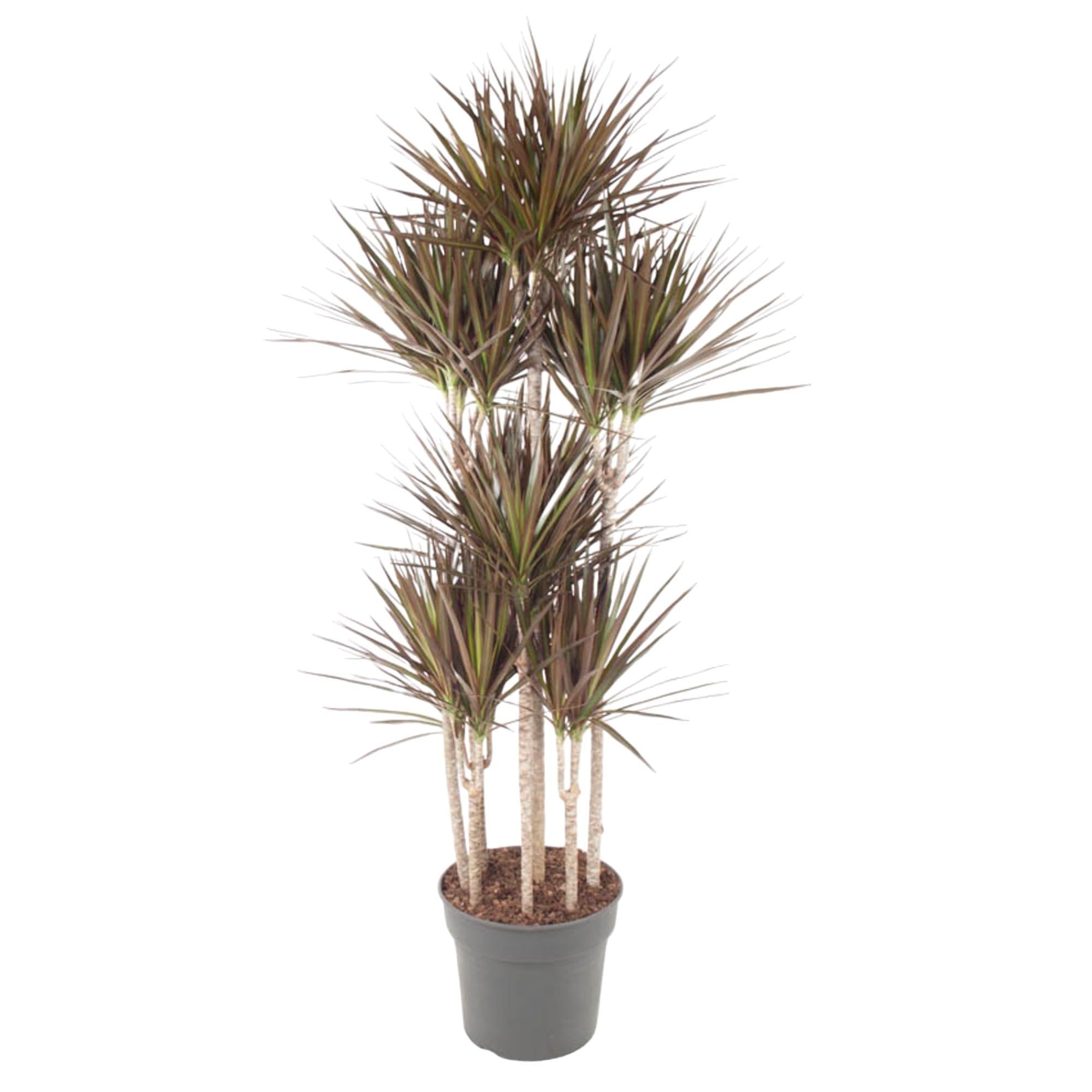 Dracaena Magenta Karussell – 180 cm – ø34