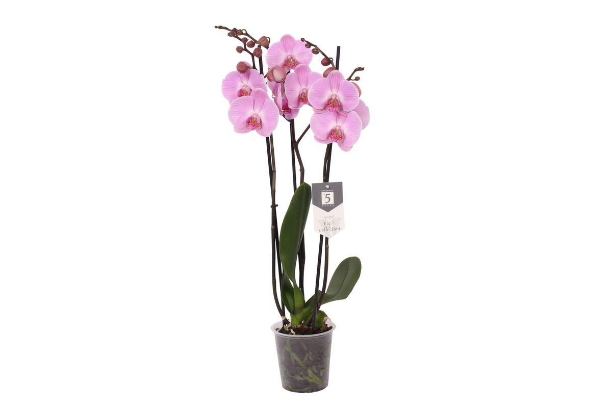 Phalaenopsis Elion - 3 Zweige - 60 cm - Ø12cm