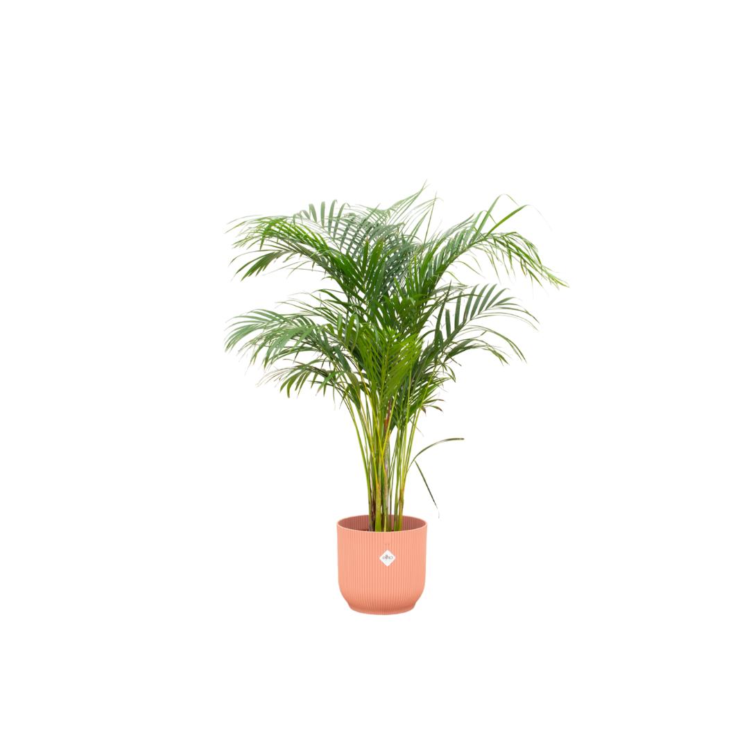 Kombi-Angebot – Areca-Palme inklusive Elho Vibes Fold Round Rosa Ø30 – - Goldfruchtpalme