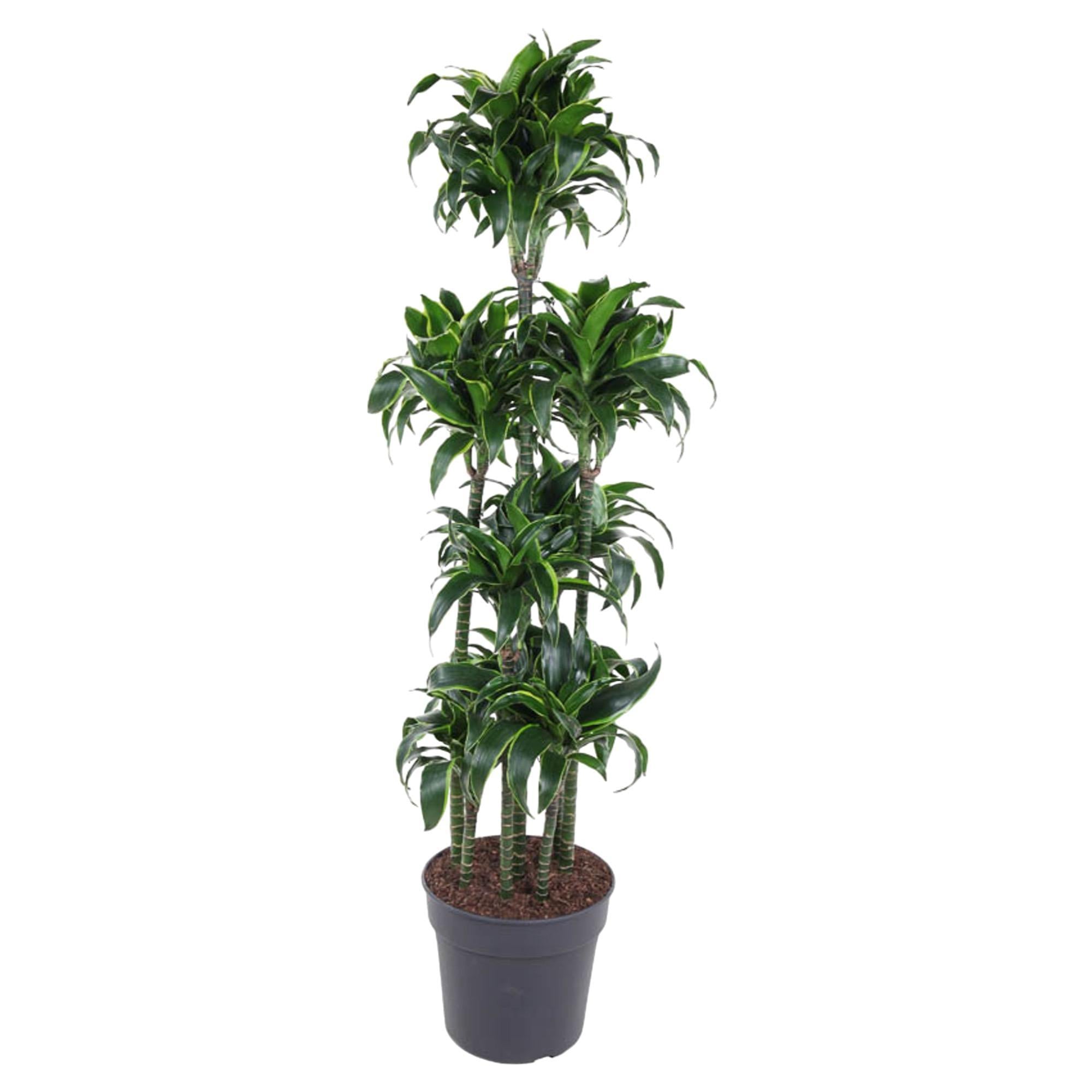 Dracaena Dorado Karussell – 170 cm – ø34