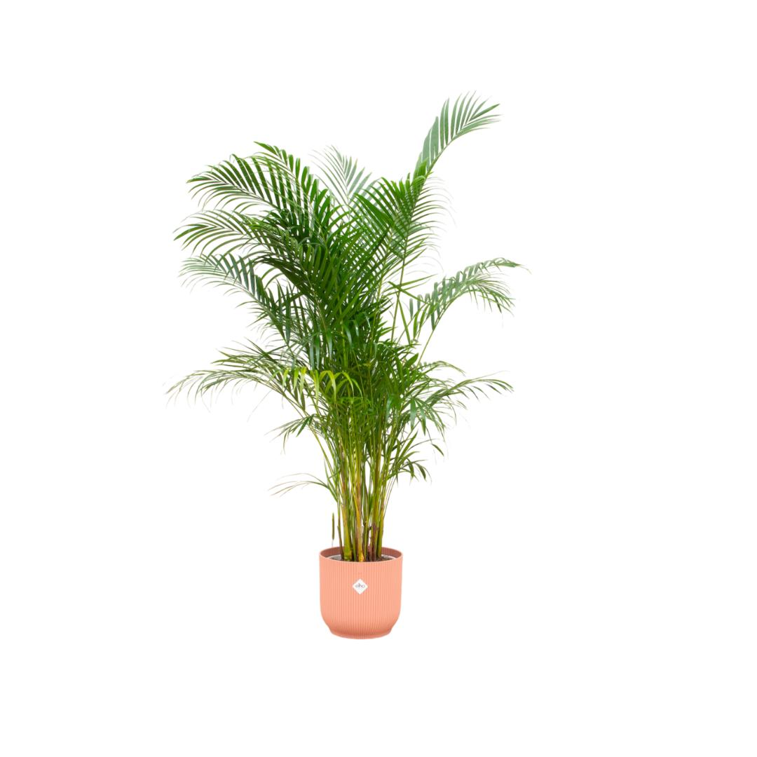 Kombi-Angebot – Areca-Palme inklusive Elho Vibes Fold Round Rosa Ø30 – - Goldfruchtpalme