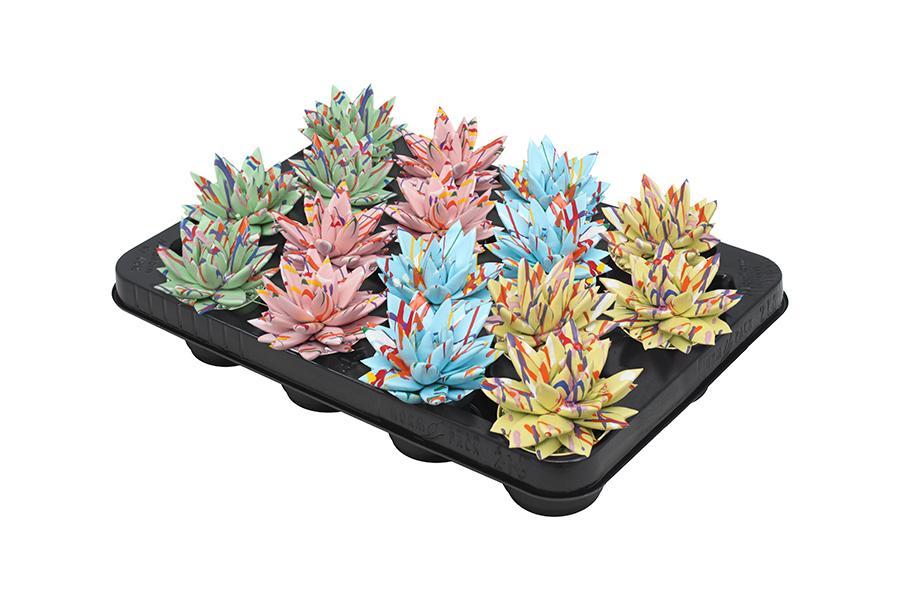 Echeveria Coloured Splash Pastell Mix – 16 Stück – Ø6cm – ↕8cm