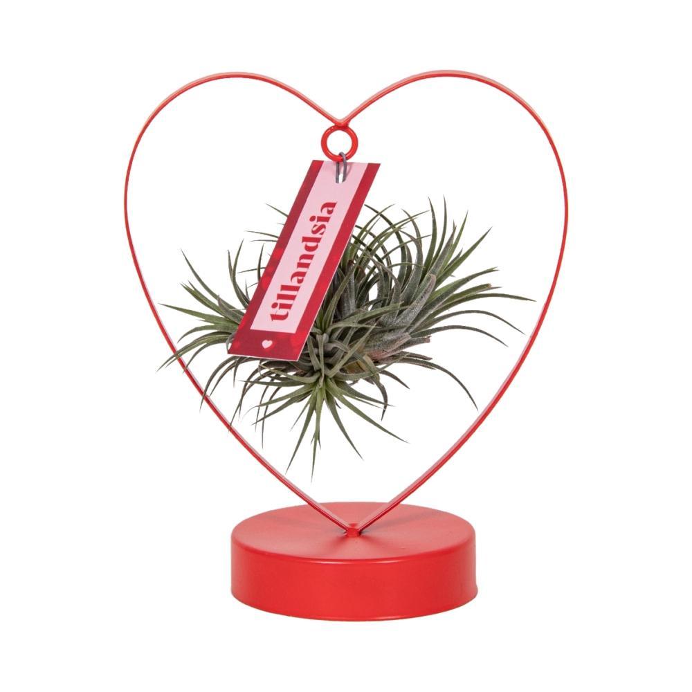 Tillandsia Ionantha Silber – Ø10,5 cm – ↕23 cm