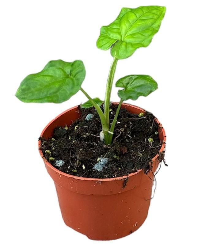 Syngonium Steyermarkii - Ø10,5cm - ↕15cm