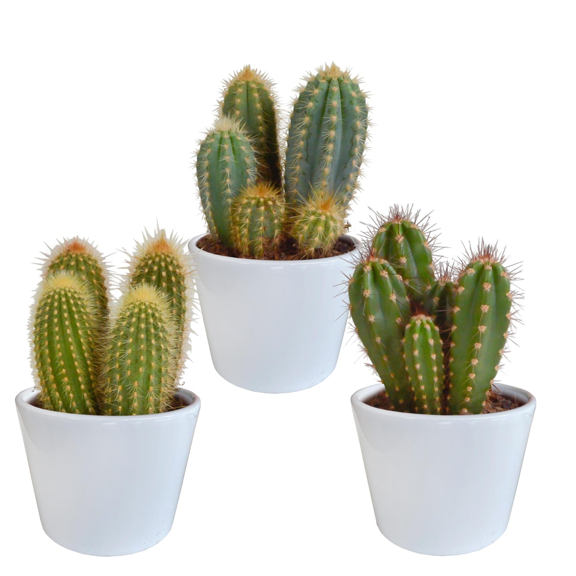 Cereus-Mischung 10,5 cm - 3x - im weißen Topf