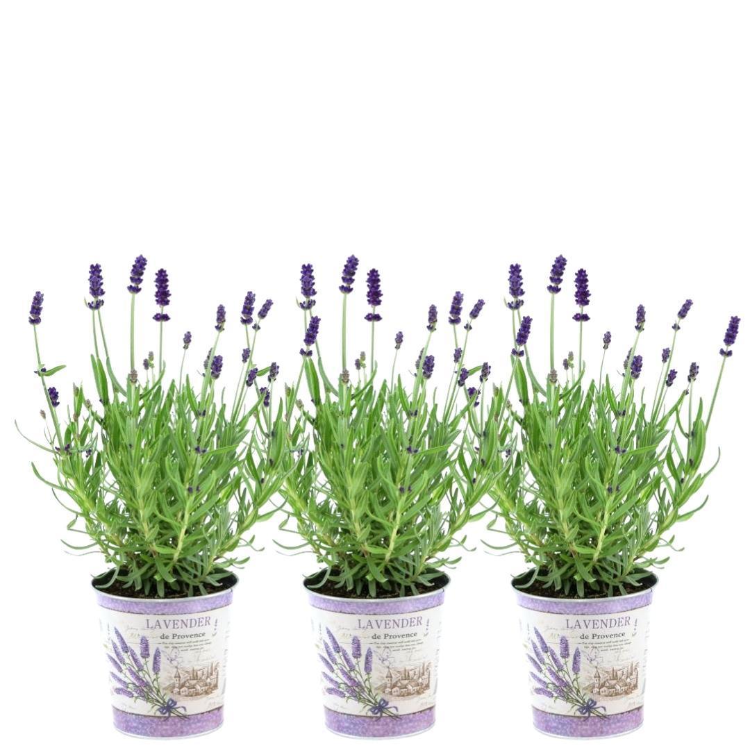 Pflanzen von Frank - Lavandula angustifolia Felice® im Dekotopf 'Lavender print' - 13 cm Topf - Set mit 3 echten Lavendel im Dekotopf