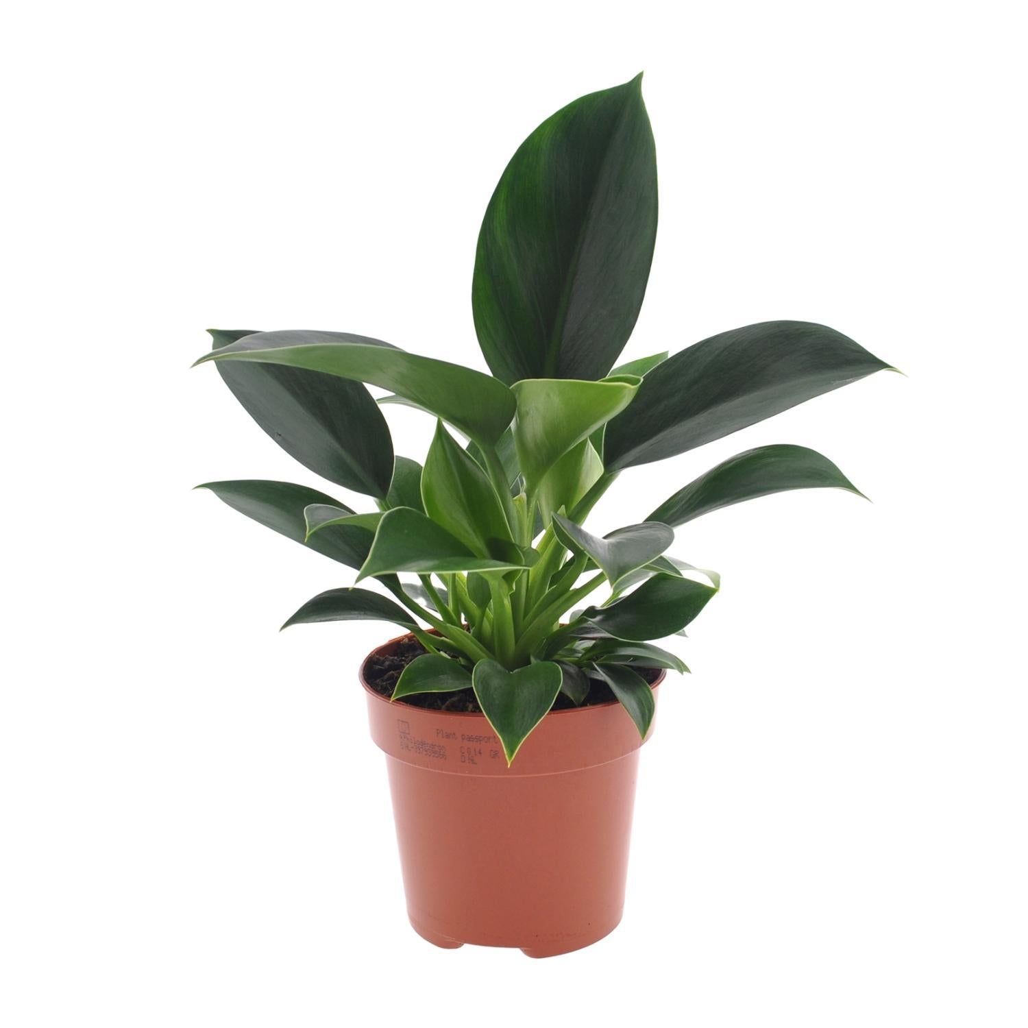 Philodendron Grüne Prinzessin - Ø12cm - ↕25cm