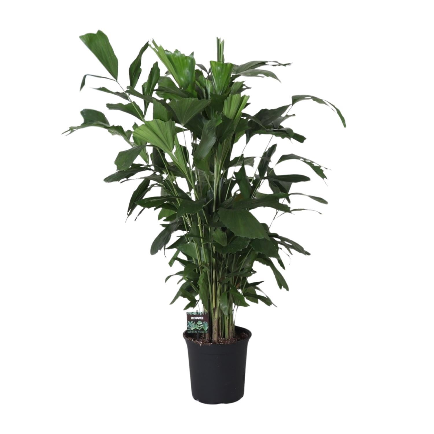 Caryota Mitis – Ø24cm – ↕120cm