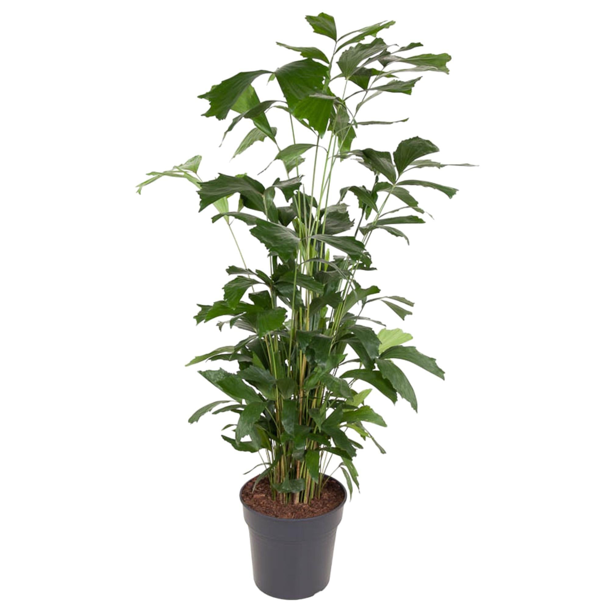 Caryota Mitis – 160 cm – ø31