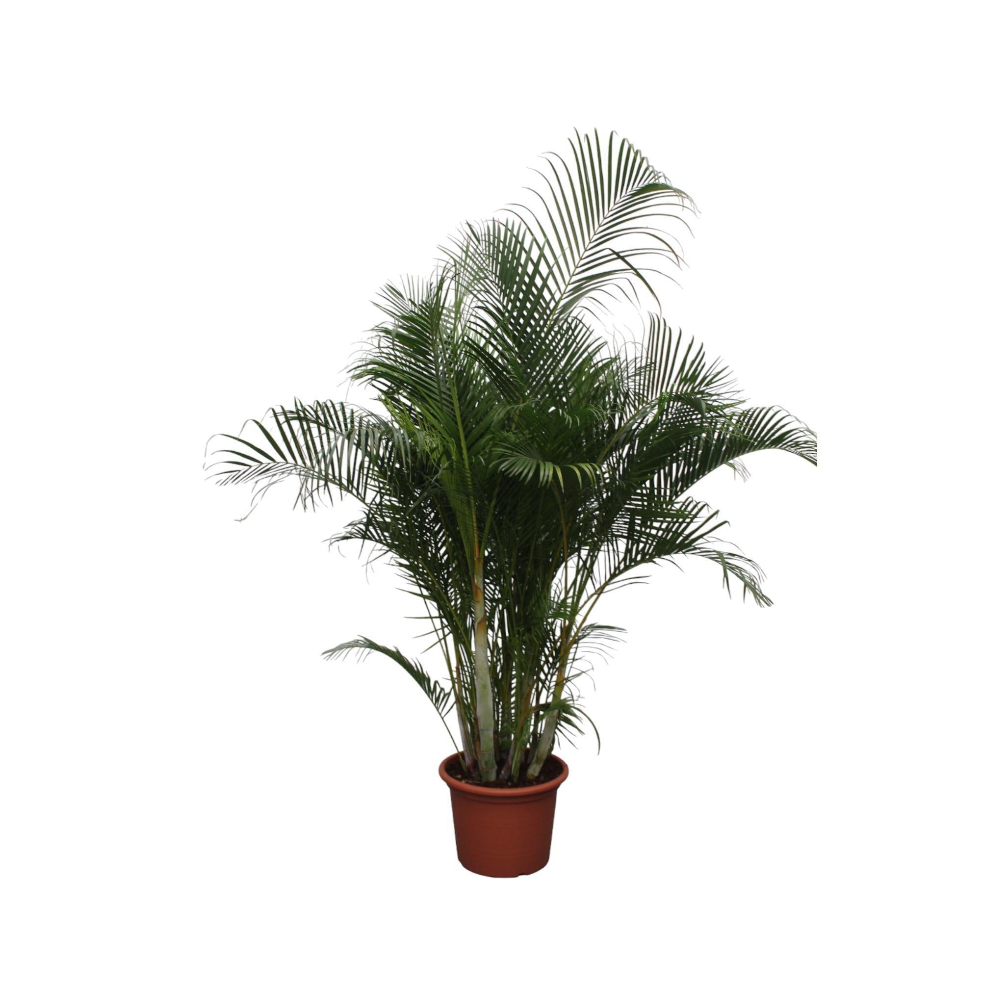 Dypsis Lutescens (Areca-Palme) – 280 cm – ø50 - Goldfruchtpalme