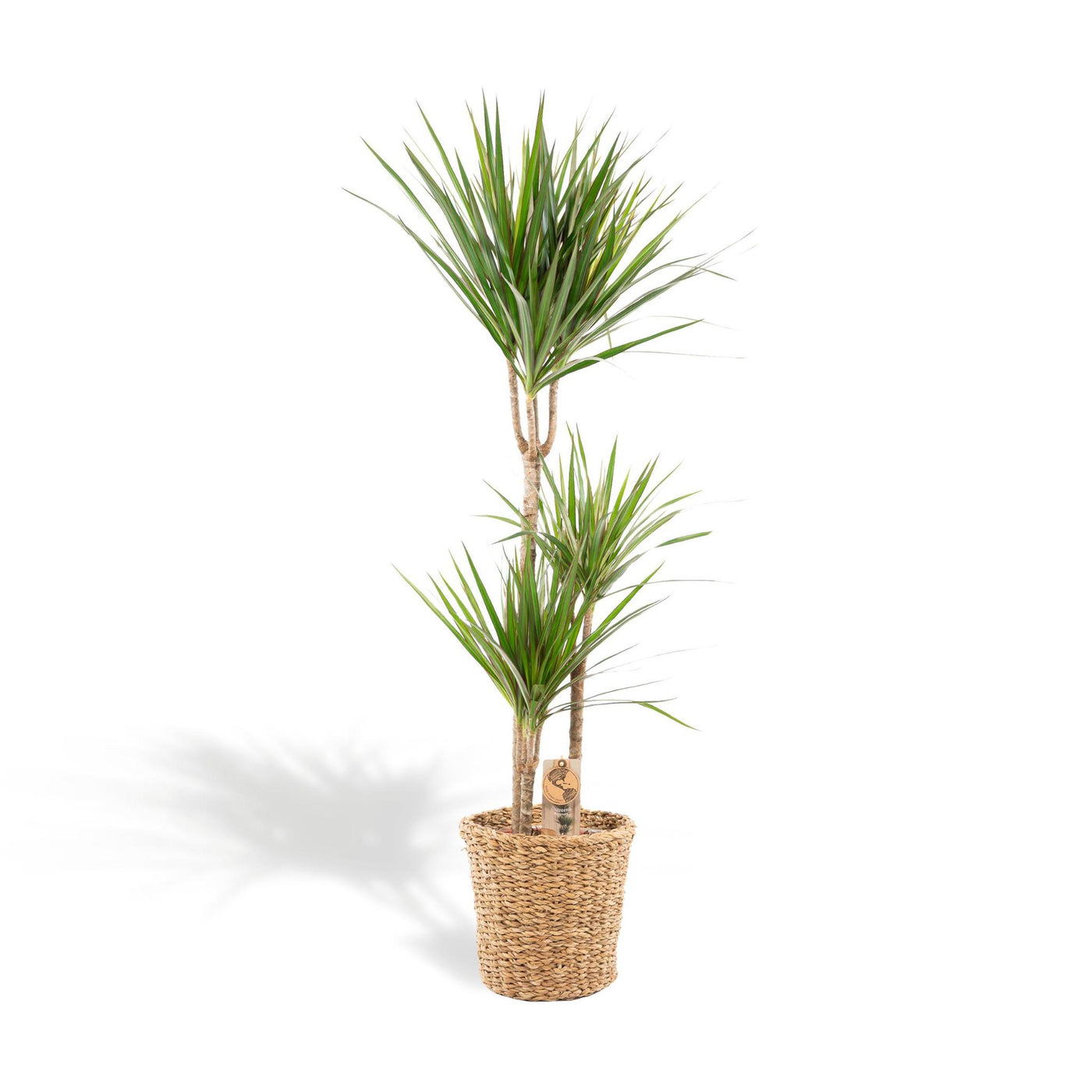 Dracaena mit Korb - ↨120cm - Ø21cm - Drachenbaum