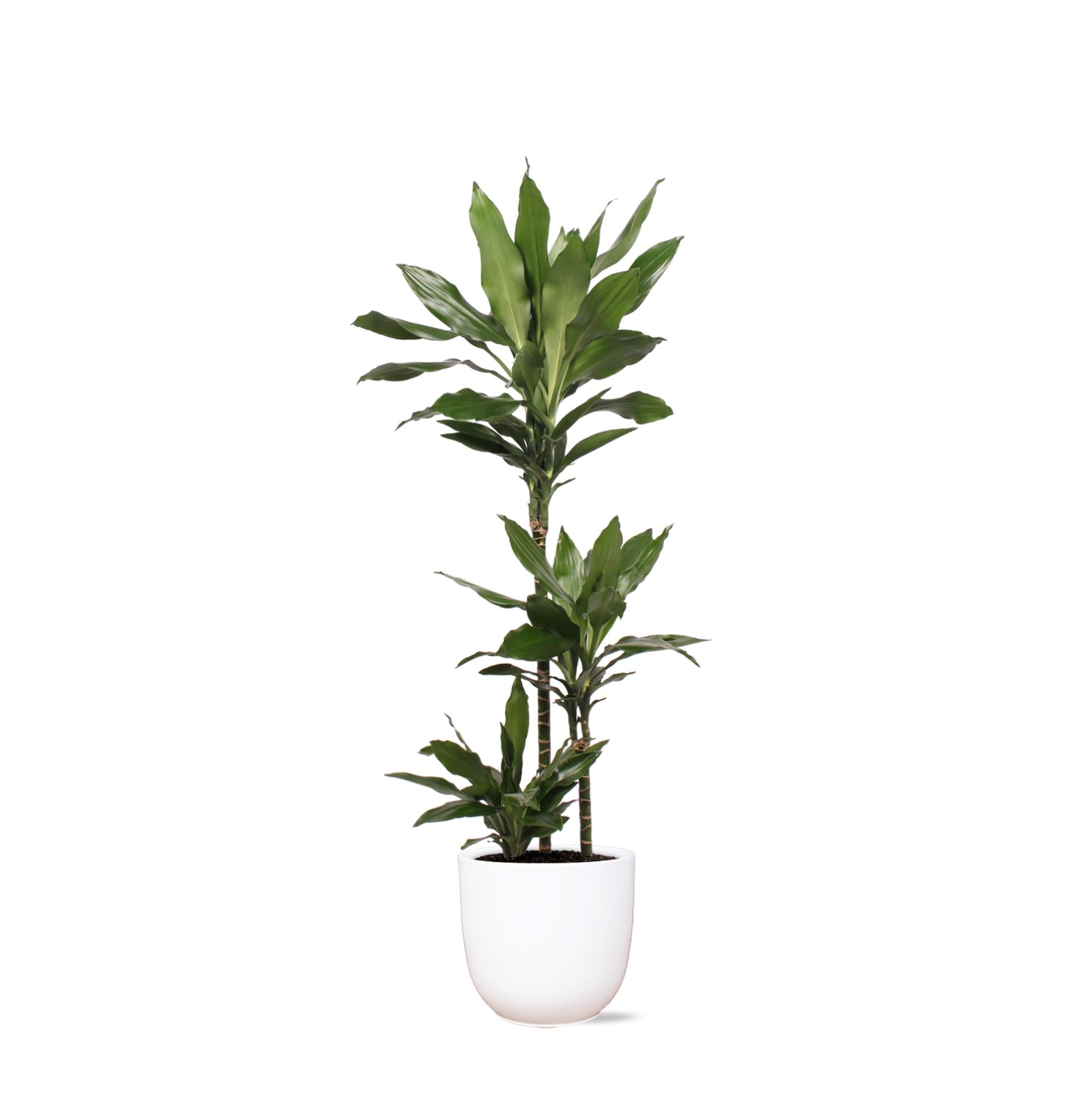 Dracaena Janet Lind Ø24cm ↕120cm im Boule WHITE Topf