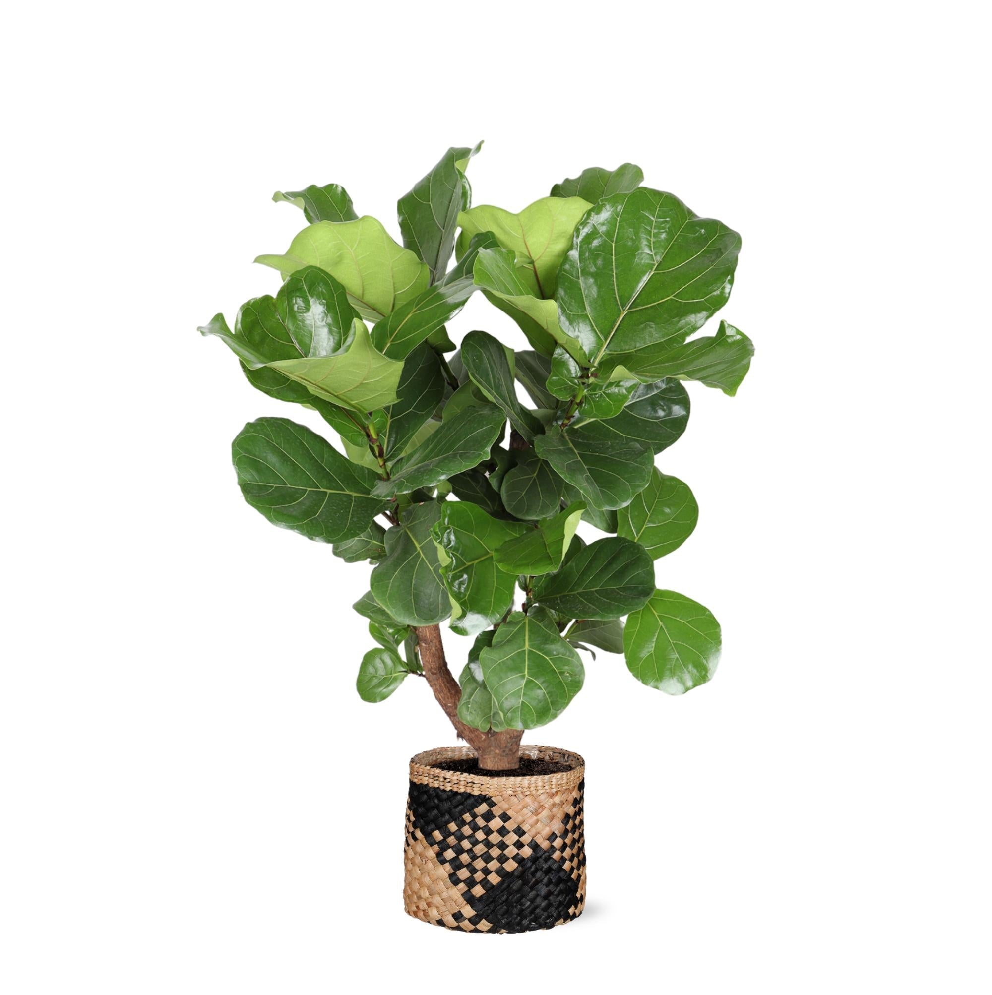 Ficus Lyrata (verzweigt) Ø24cm ↕110cm im Albury BLACK-Druckkorb