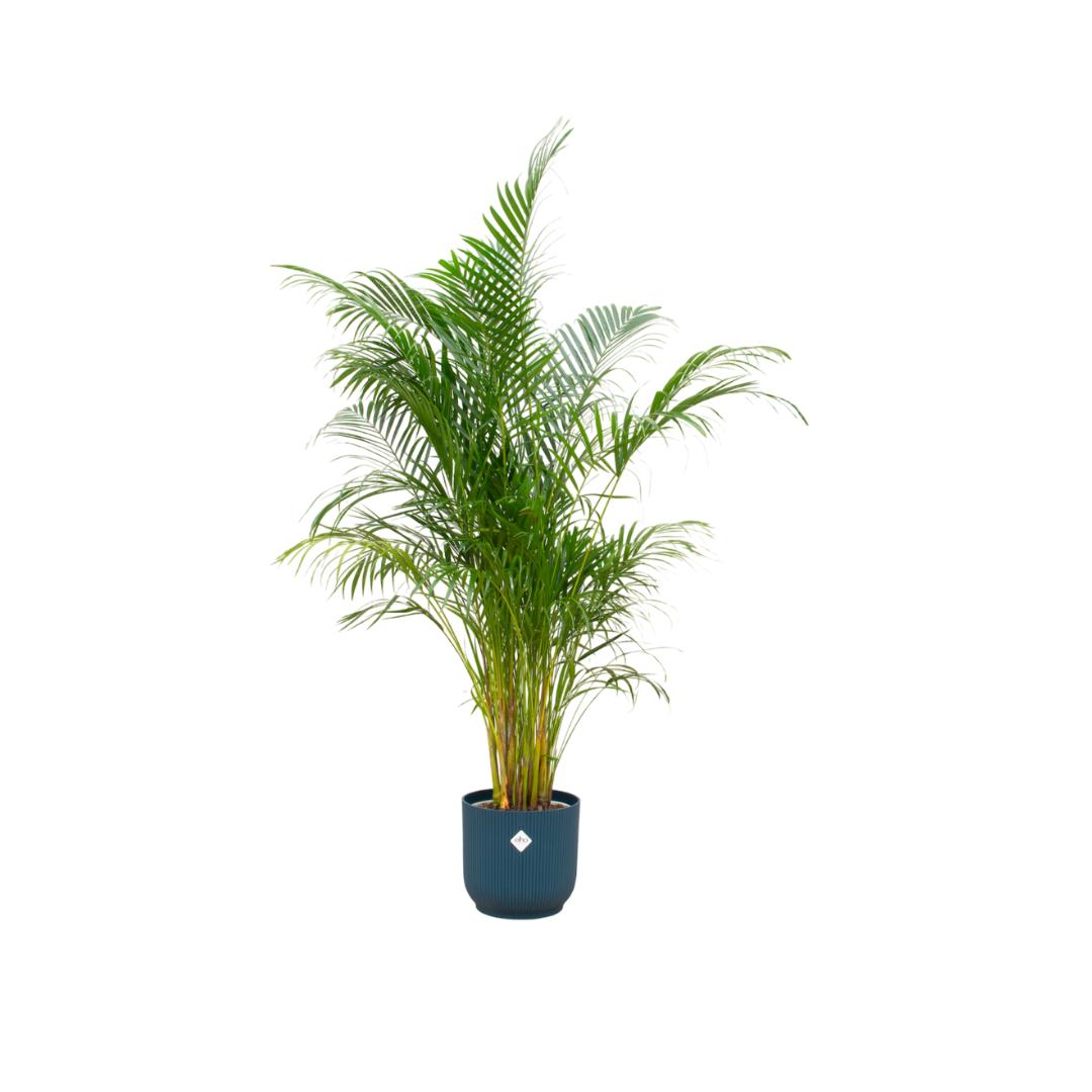 Kombi-Angebot - Areca-Palme inklusive Elho Vibes Fold Round Blau Ø30 - - Goldfruchtpalme